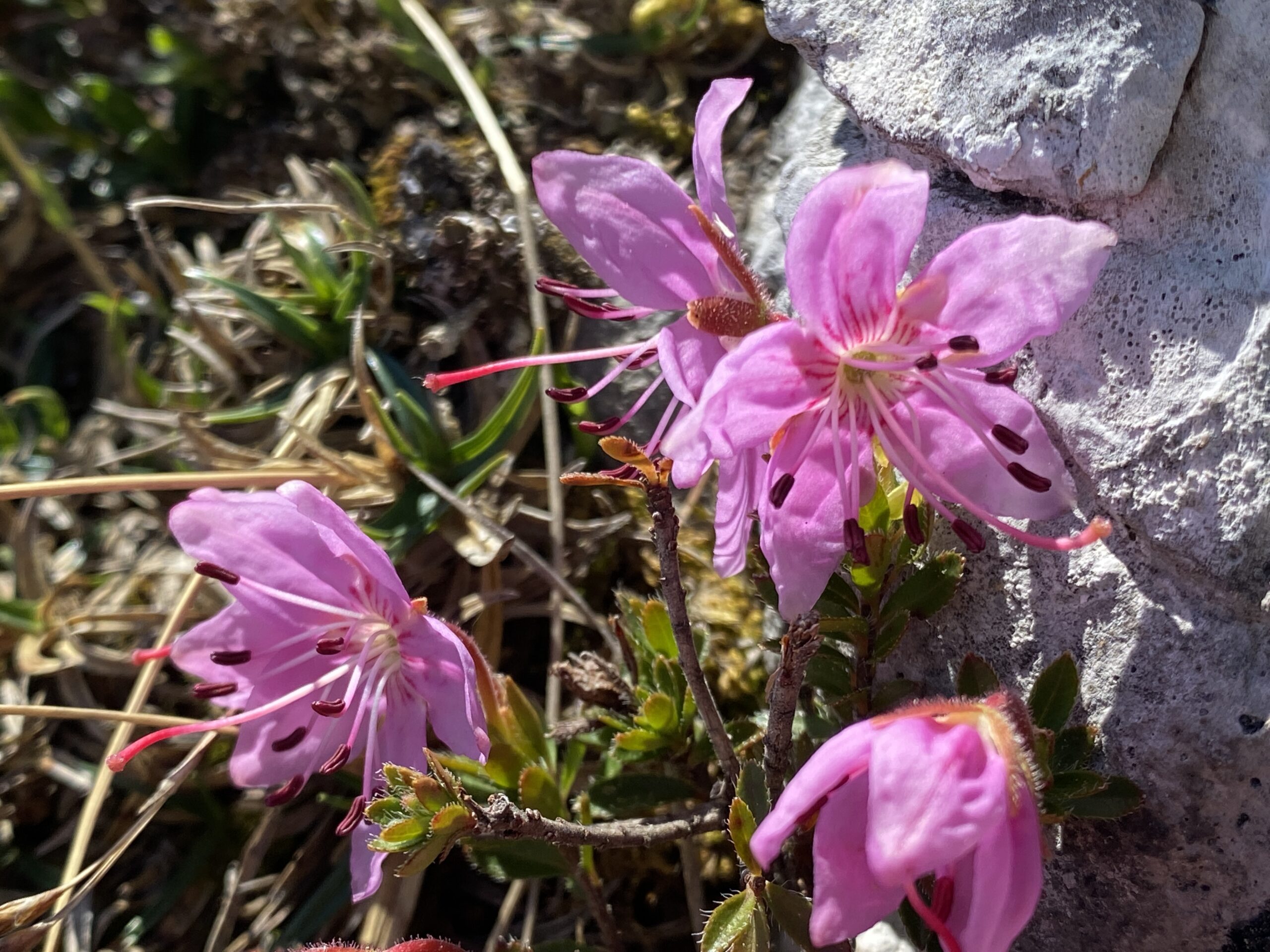 Zwerg-Alpenrose (Rhodothamnus chamaecistus)