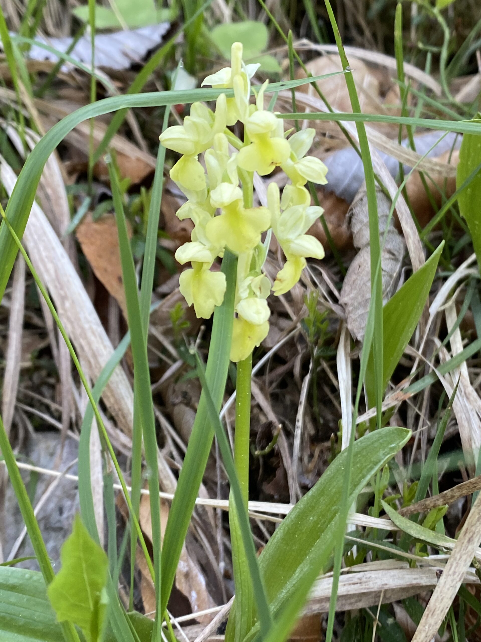Blasses Knabenkraut (Orchis pallens)