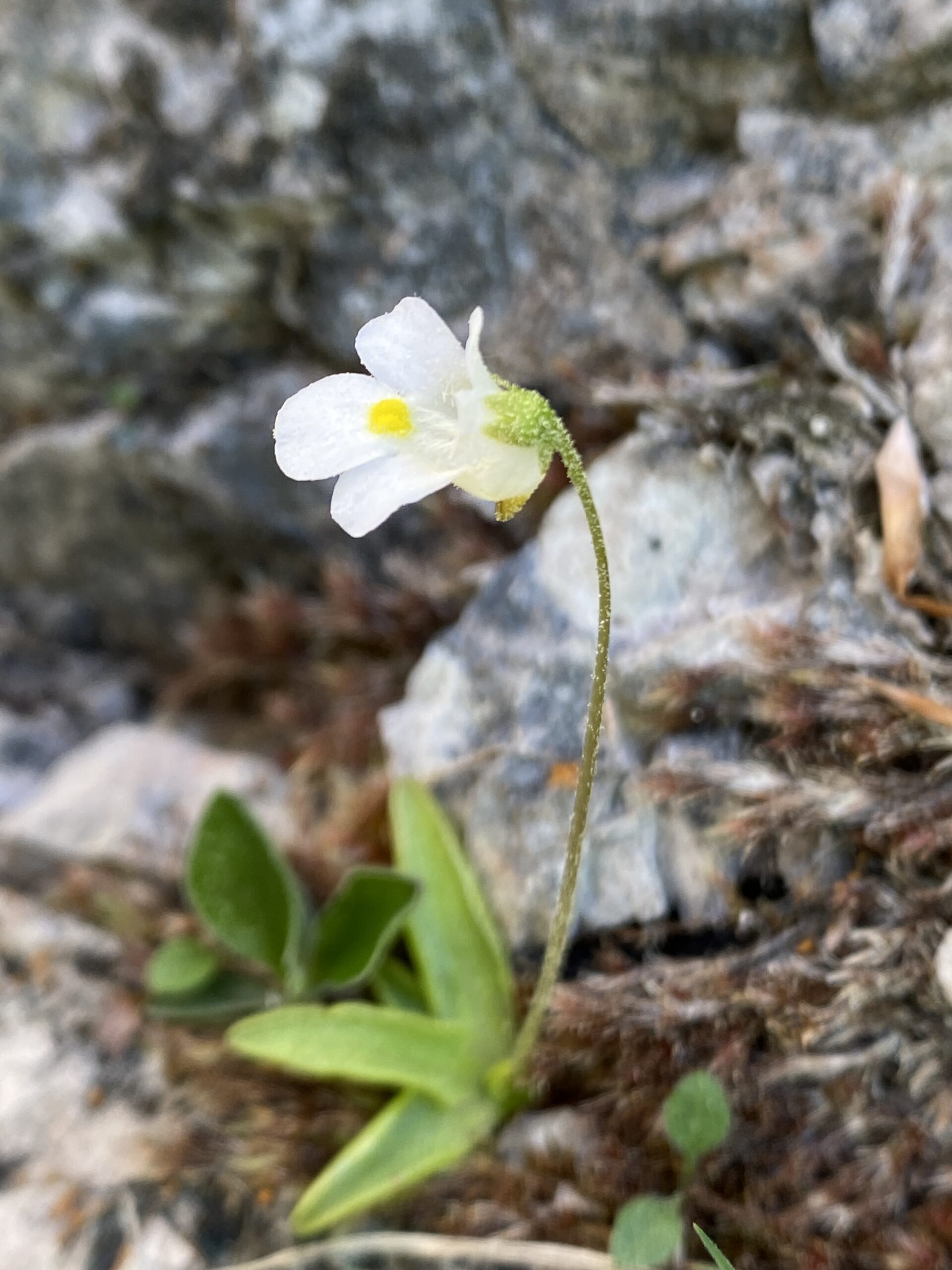 Alpen-Fettkraut (Pinguicula alpina)