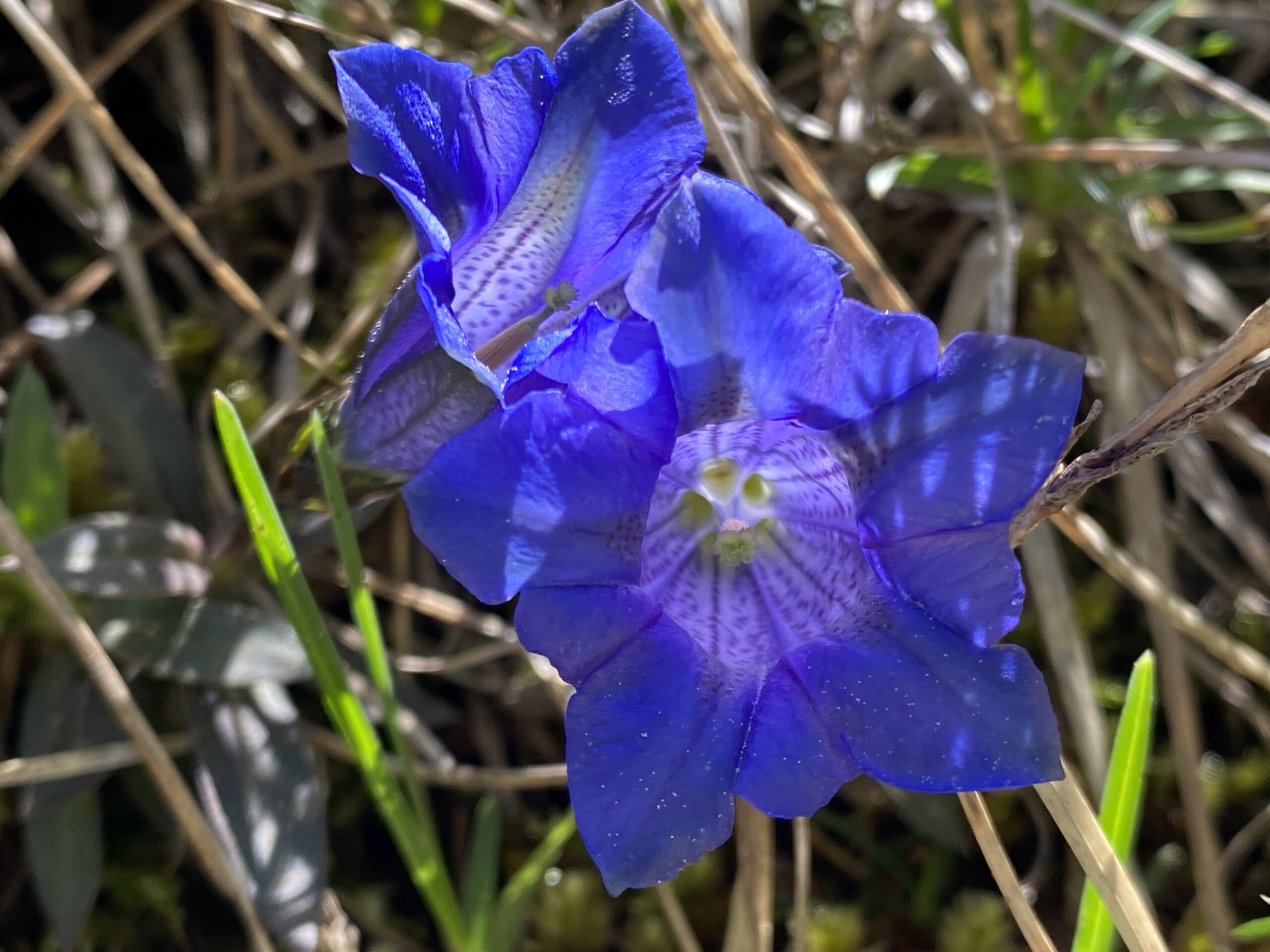 Kiesel-Glocken-Enzian (Gentiana acaulis)