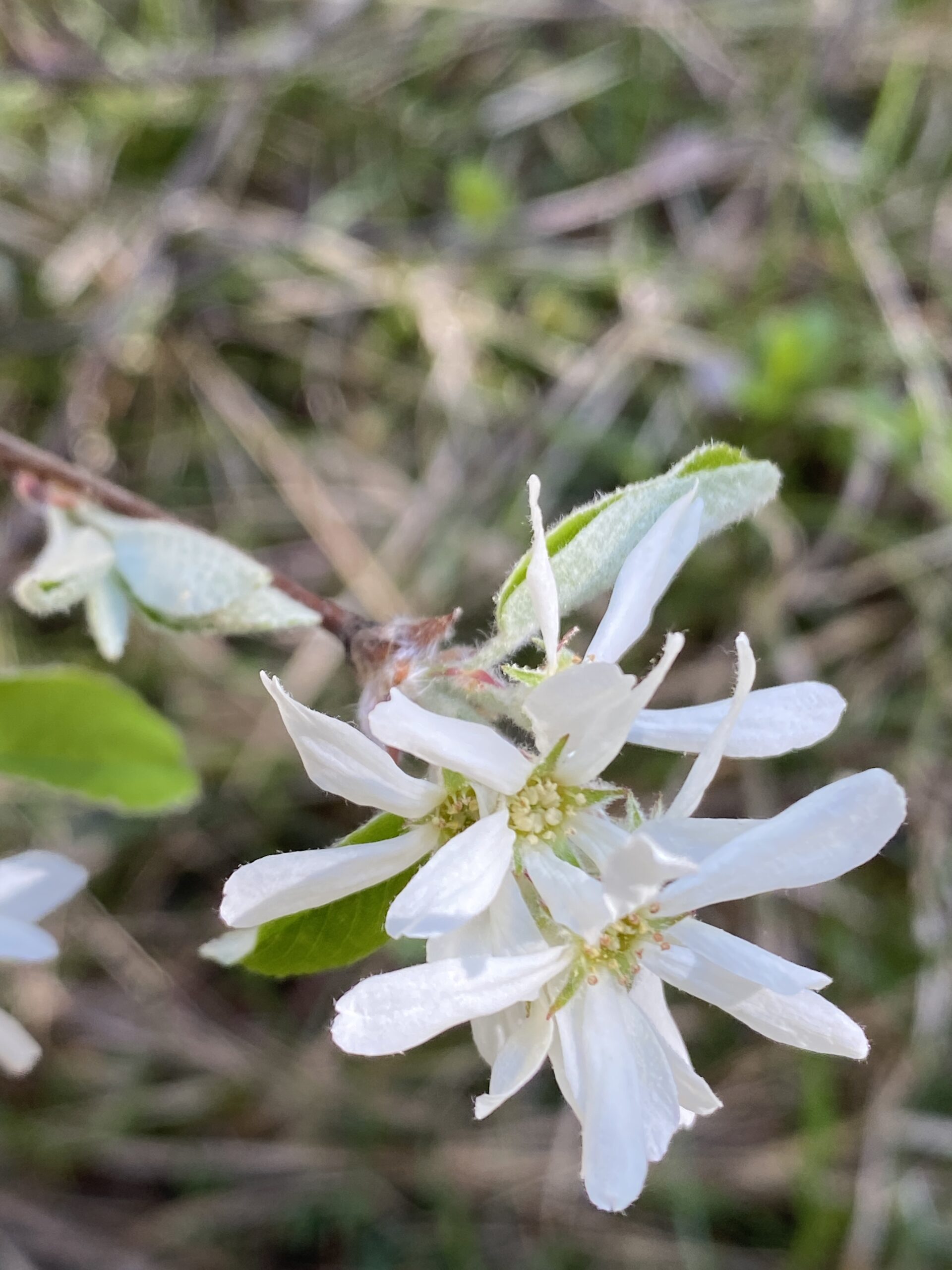 Felsenbirne (Amelanchier)