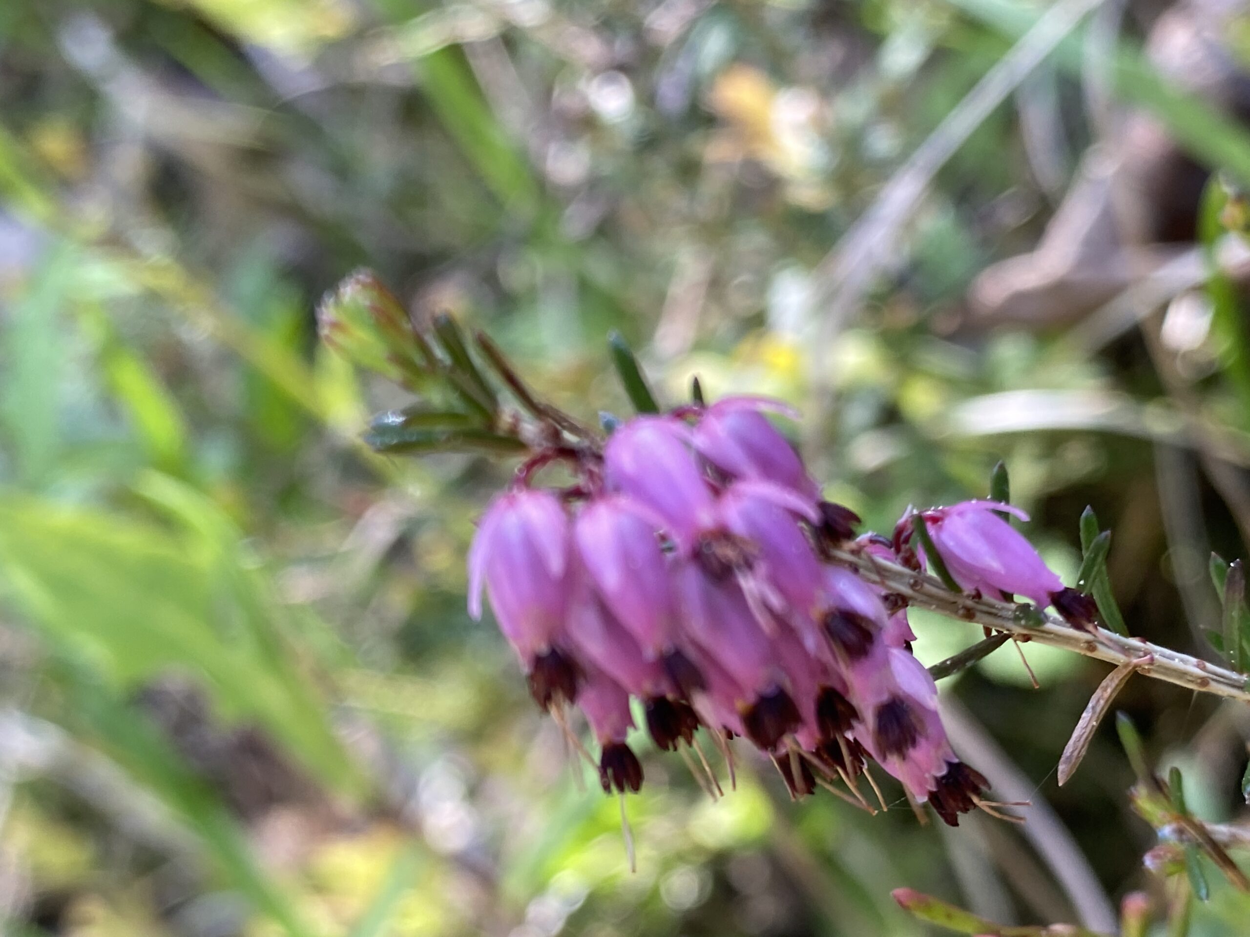 Schneeheide (Erica carnea)
