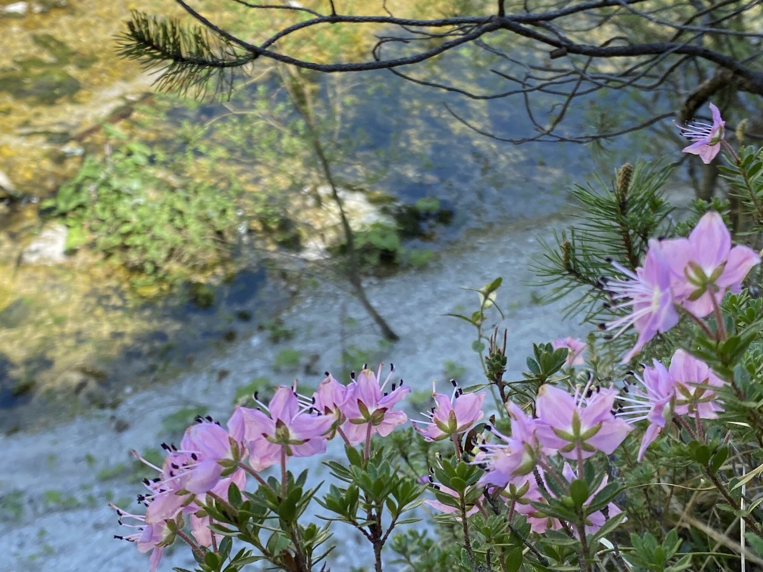 Zwerg-Alpenrose (Rhodothamnus chamaecistus)