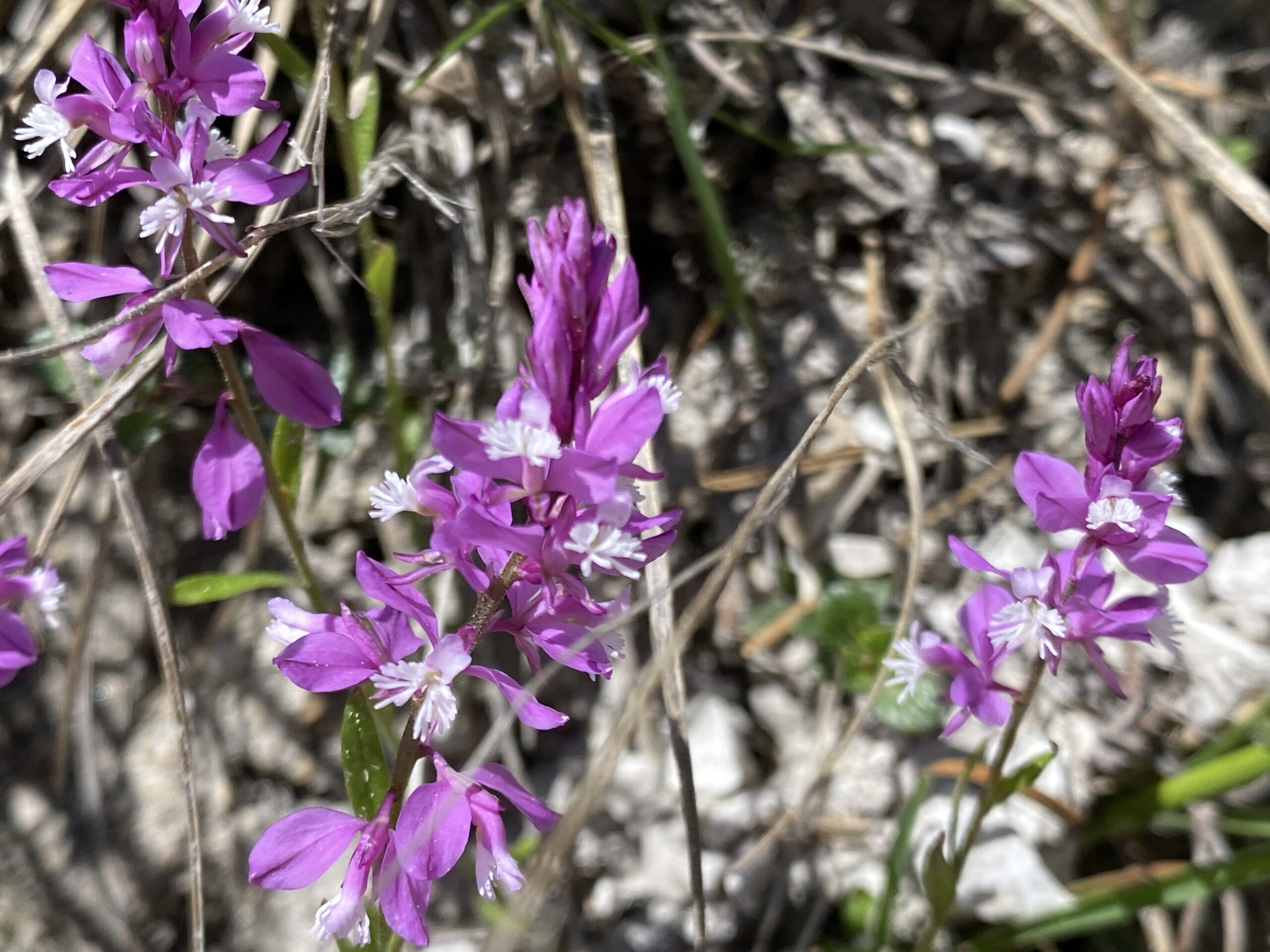 Schopfige Kreuzblume (Polygala comosa)