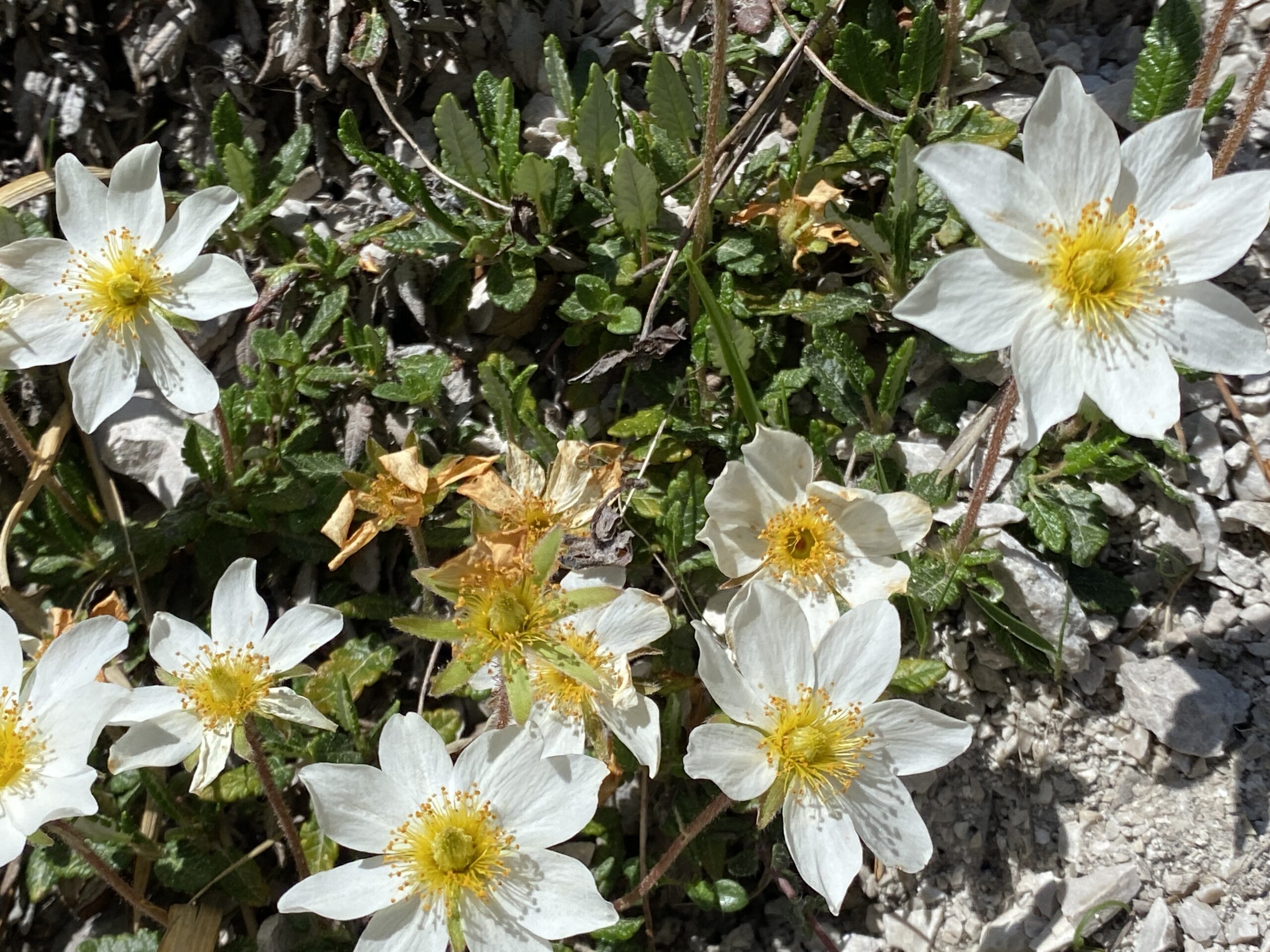 Silberwurz (Dryas octopetala)