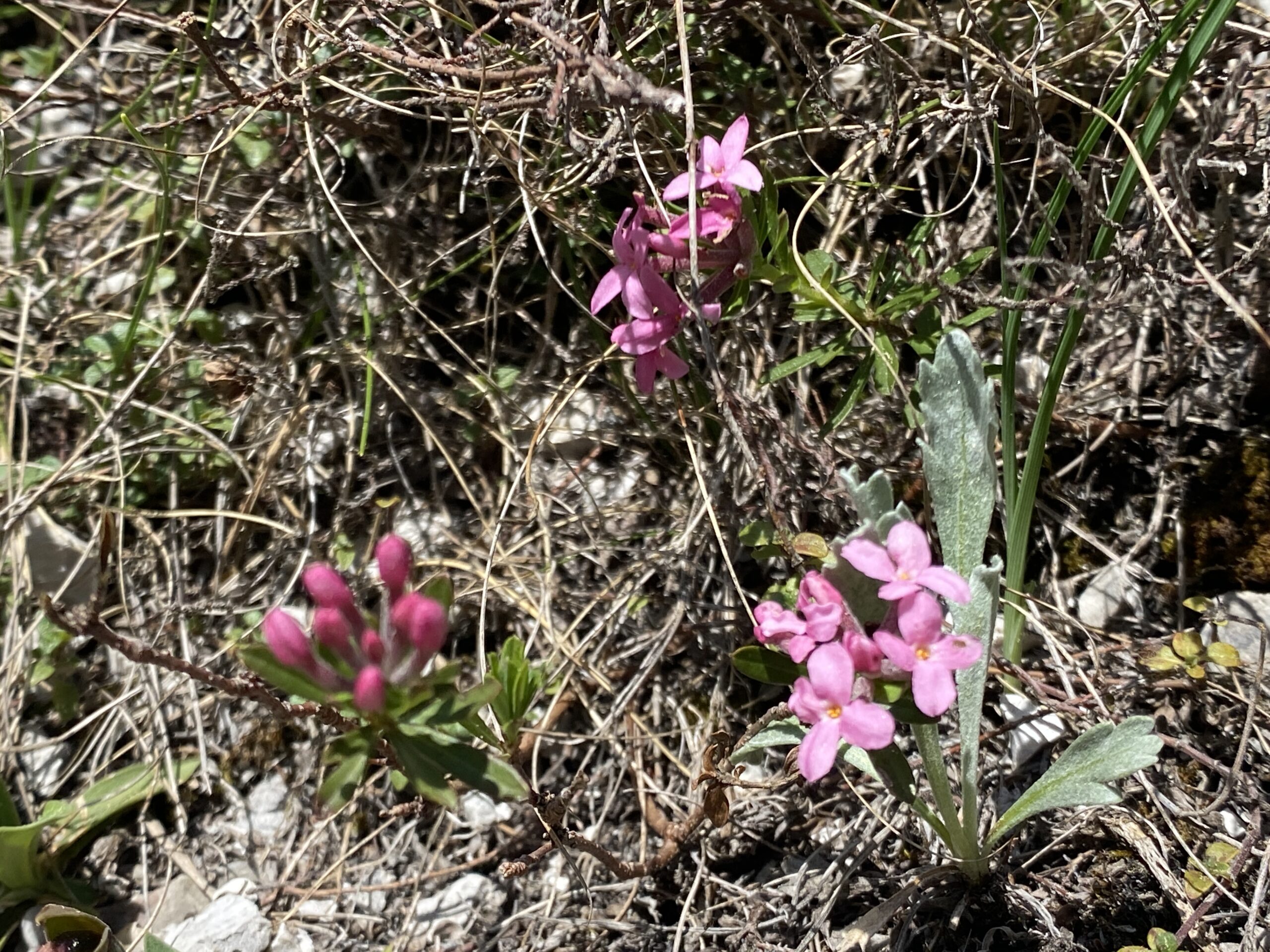 Rosmarin-Seidelbast (Daphne cneorum)