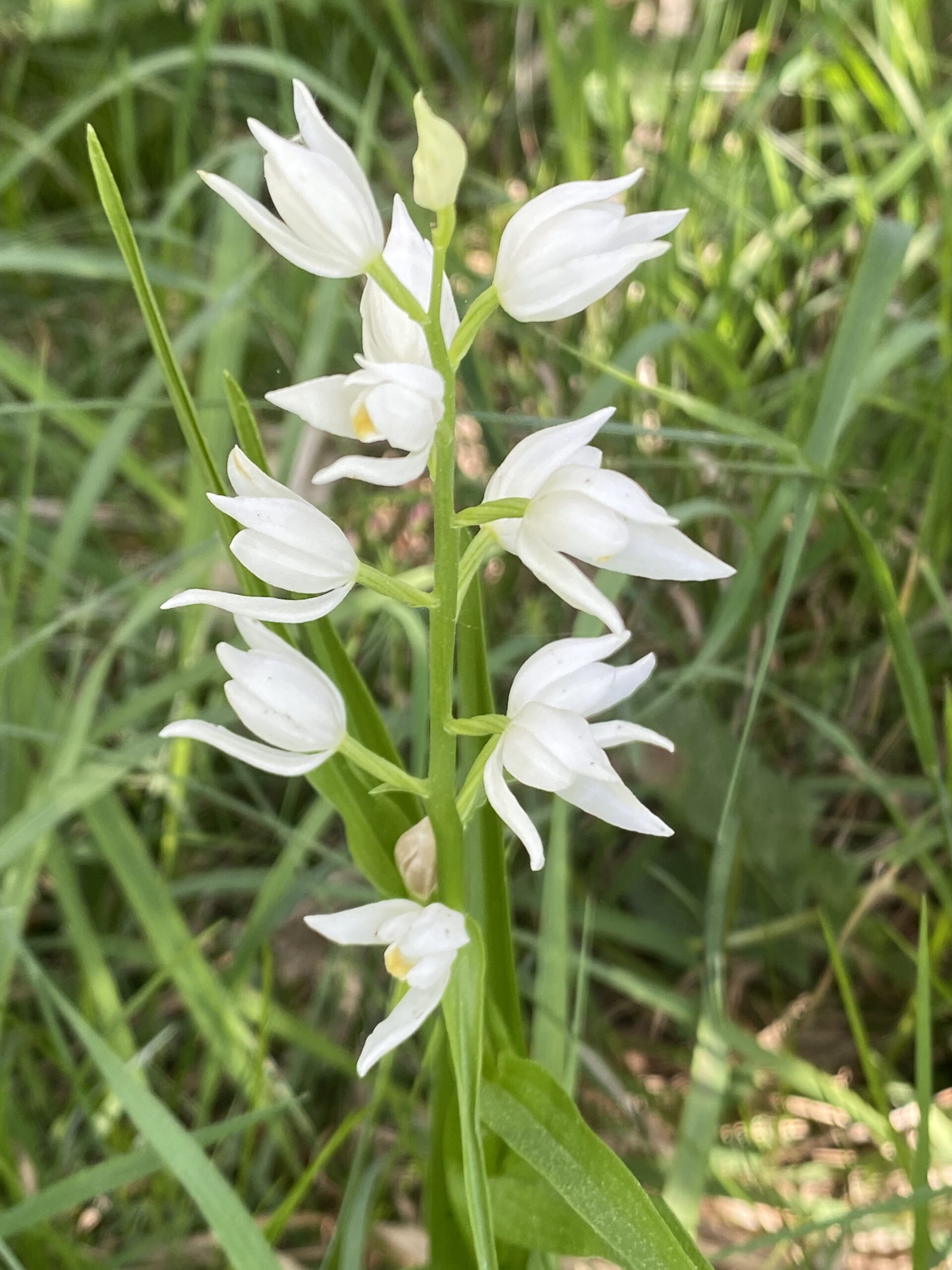 Langblättriges Waldvöglein (Cephalanthera longifolia)