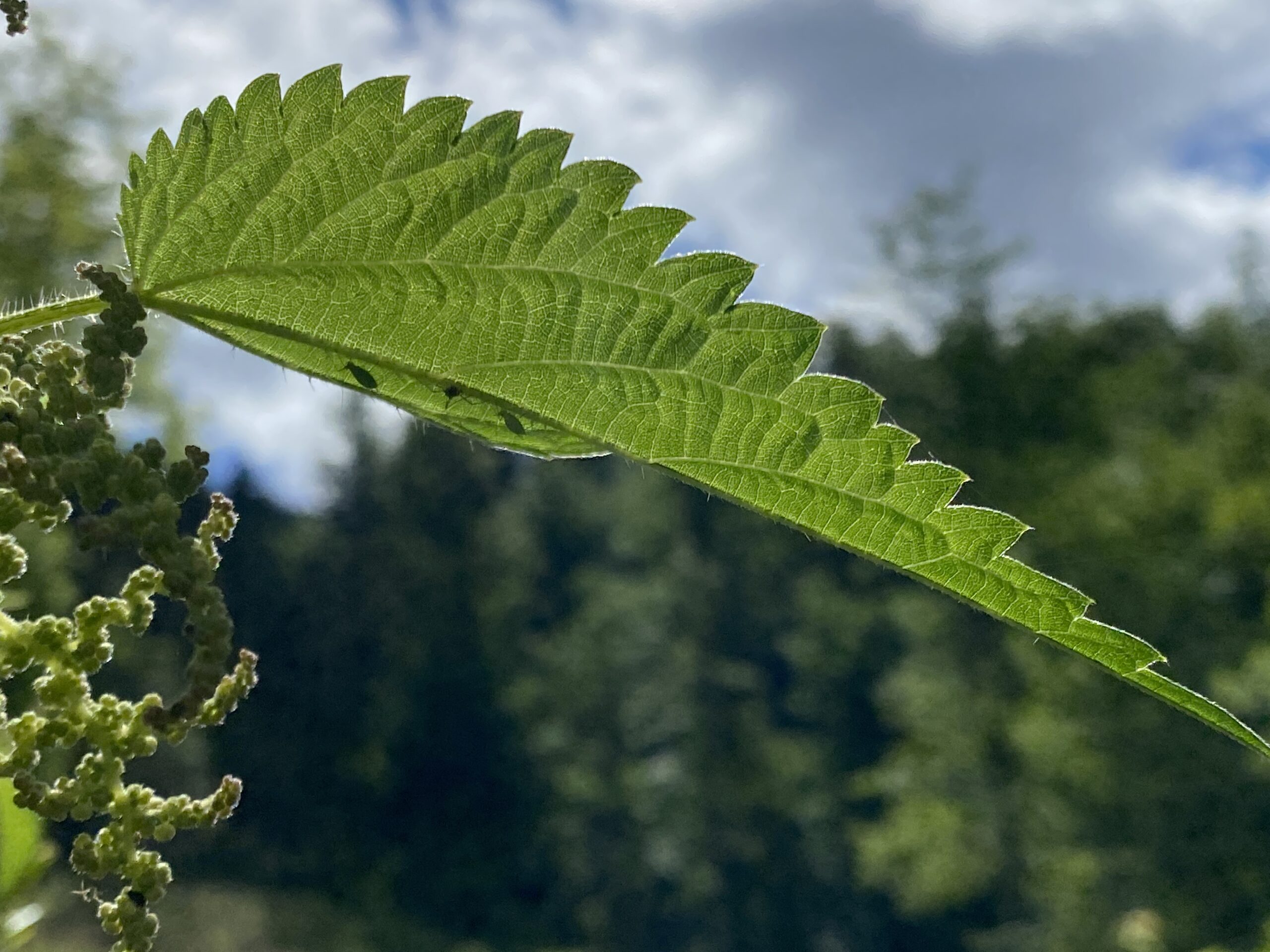 Die Kraft der Natur auch 2023 genießen.