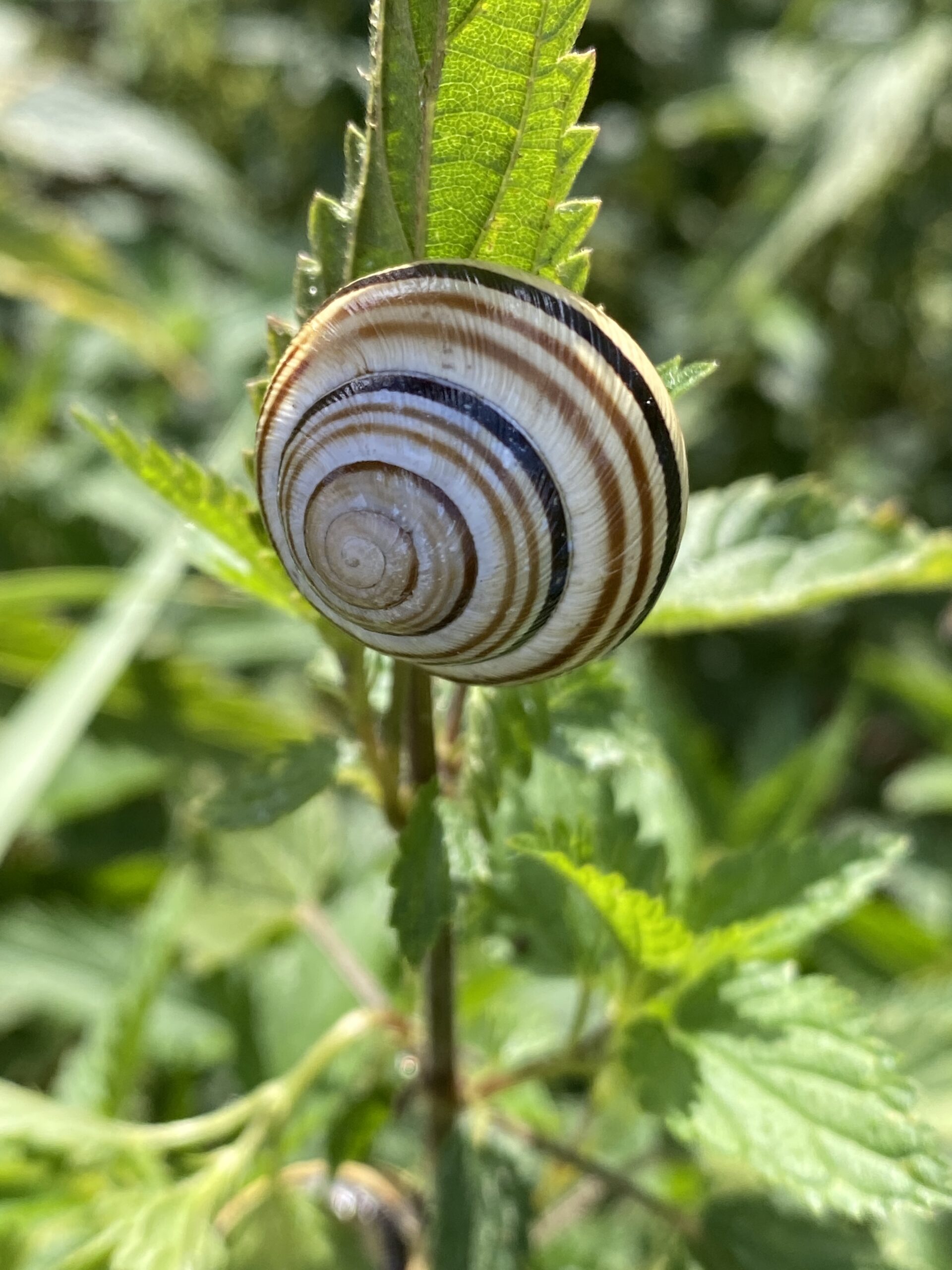 Bänderschnecken lieben Brennnesseln