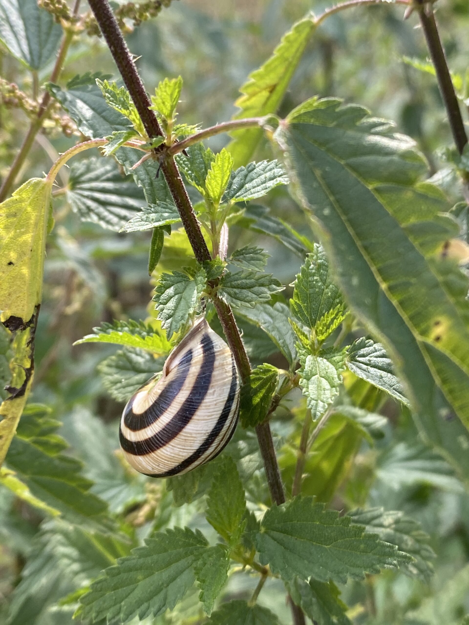 Kunstwerke der Natur