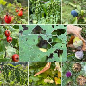 Herbstzeit ist Erntezeit