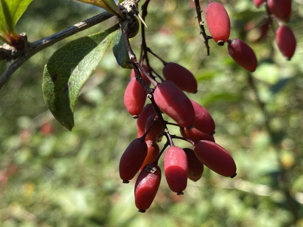 Gewöhnliche Berberitze (Berberis vulgaris)