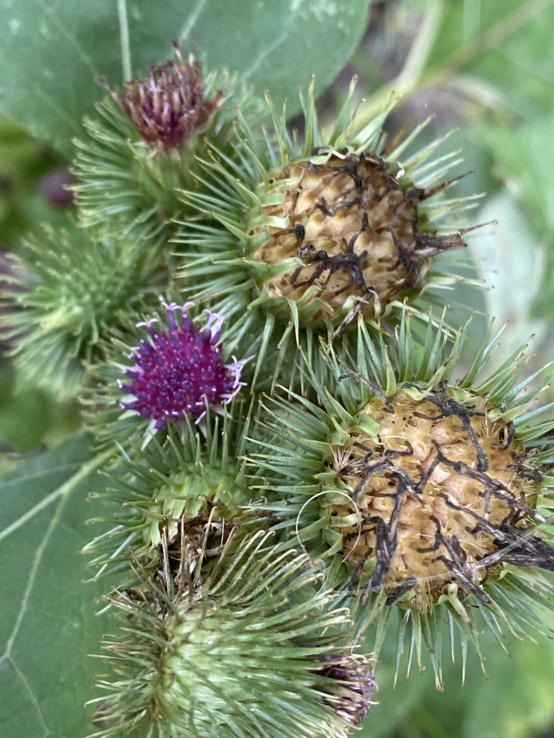 Große Klette (Arctium lappa)