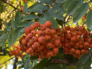 Eberesche (Vogelbeere) Sorbus aucuparia L.