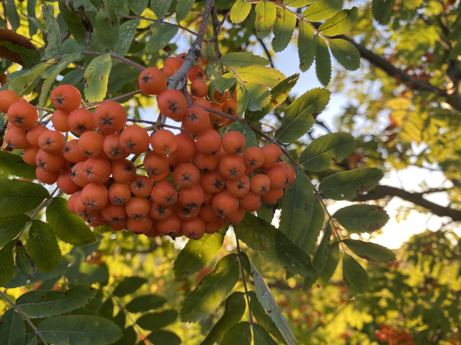 Eberesche (Vogelbeere) Sorbus aucuparia L.