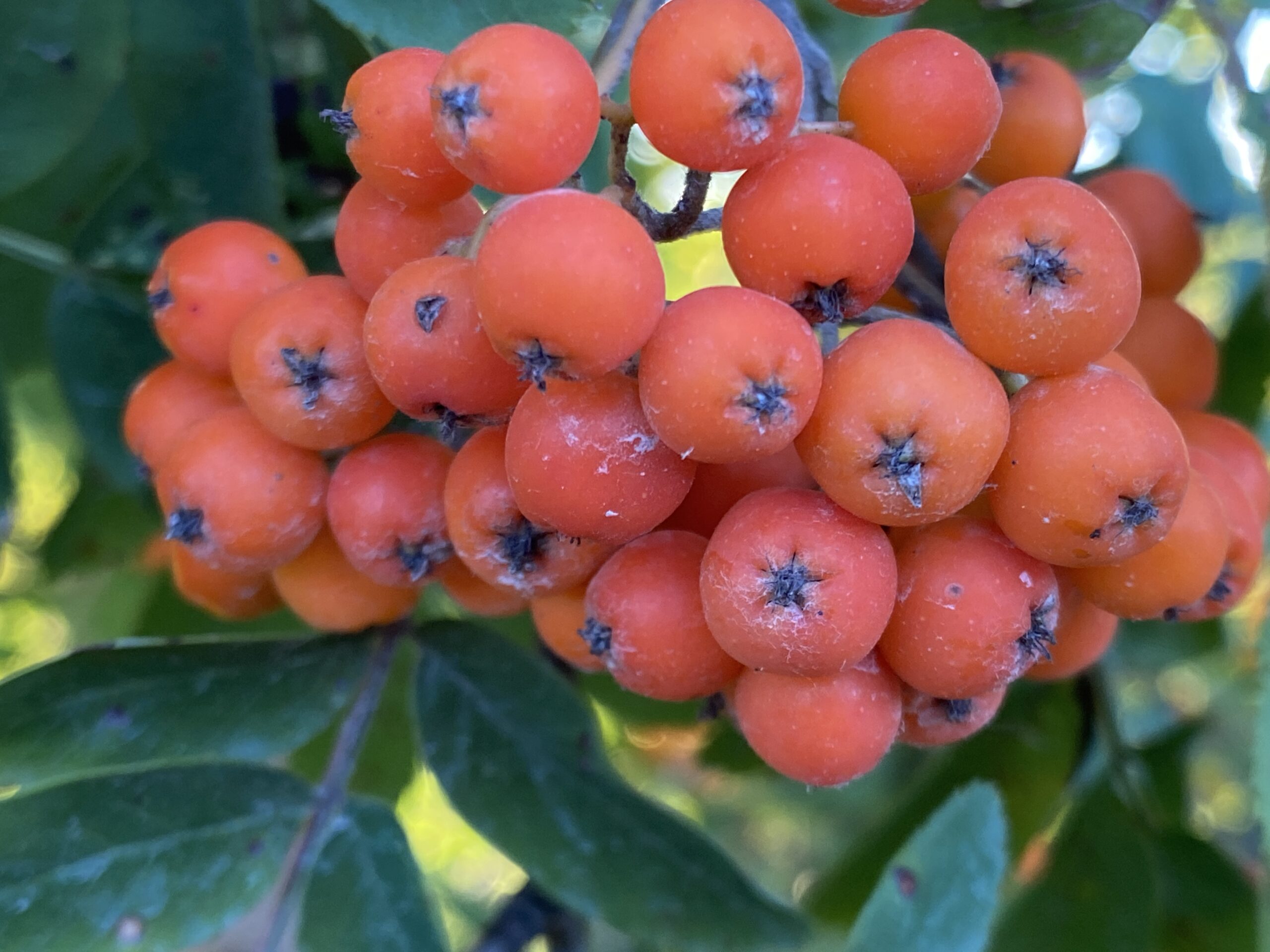 Früchte derr Eberesche (Vogelbeere) Sorbus aucuparia L.