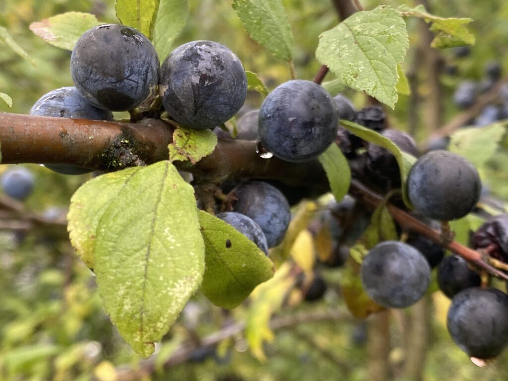 Der Schlehdorn (Prunus spinosa)