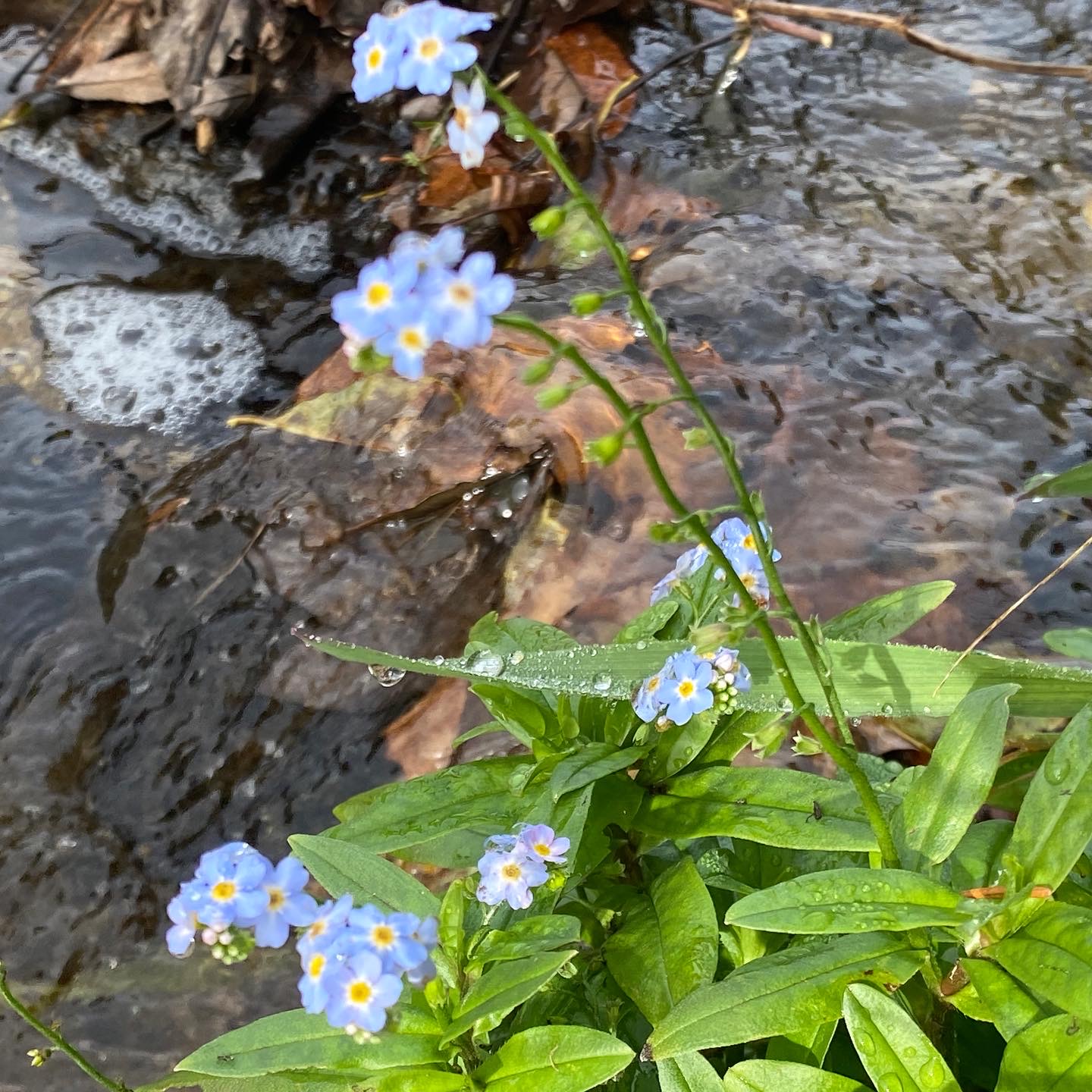 Vergissmeinnicht (Myosotis)