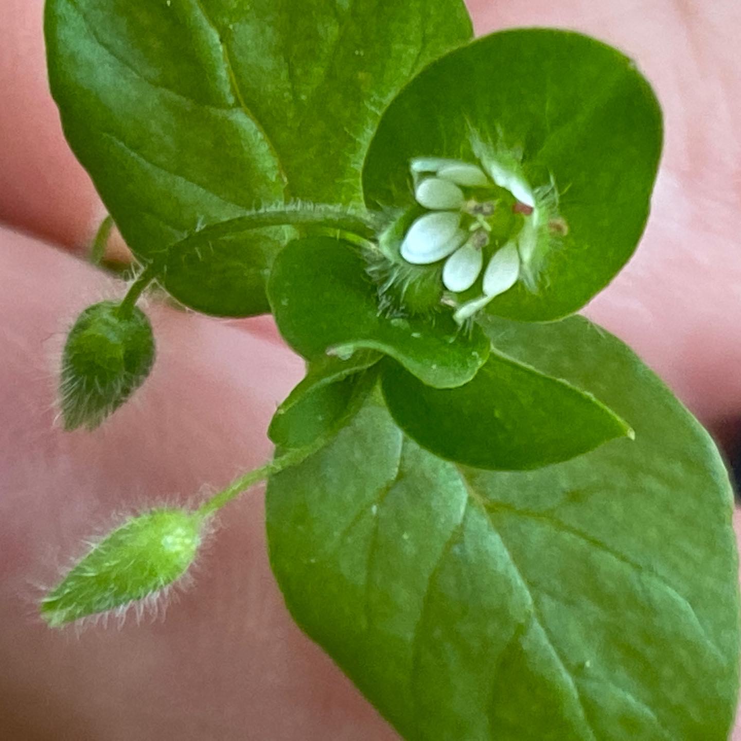 Gewöhnliche Vogelmiere (Stellaria media) zwischen den Weinstöcken