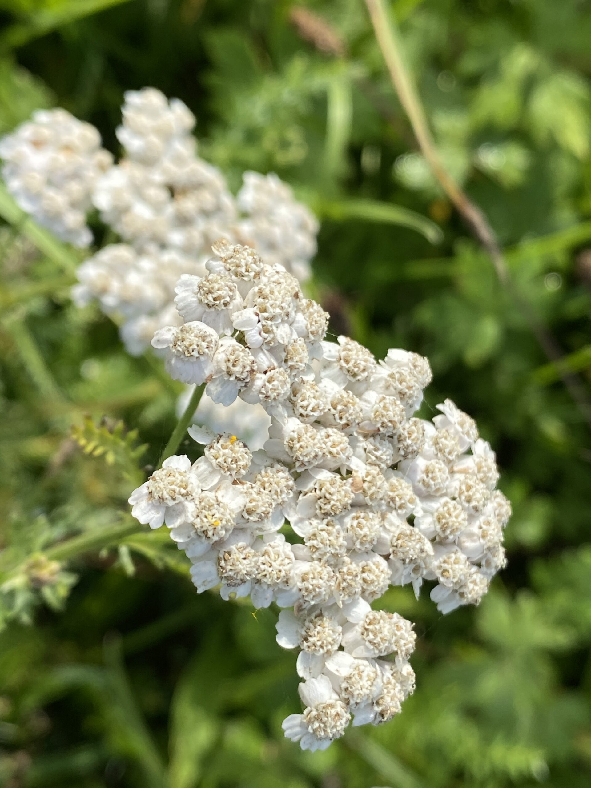 Die Schafgarben (Achillea)