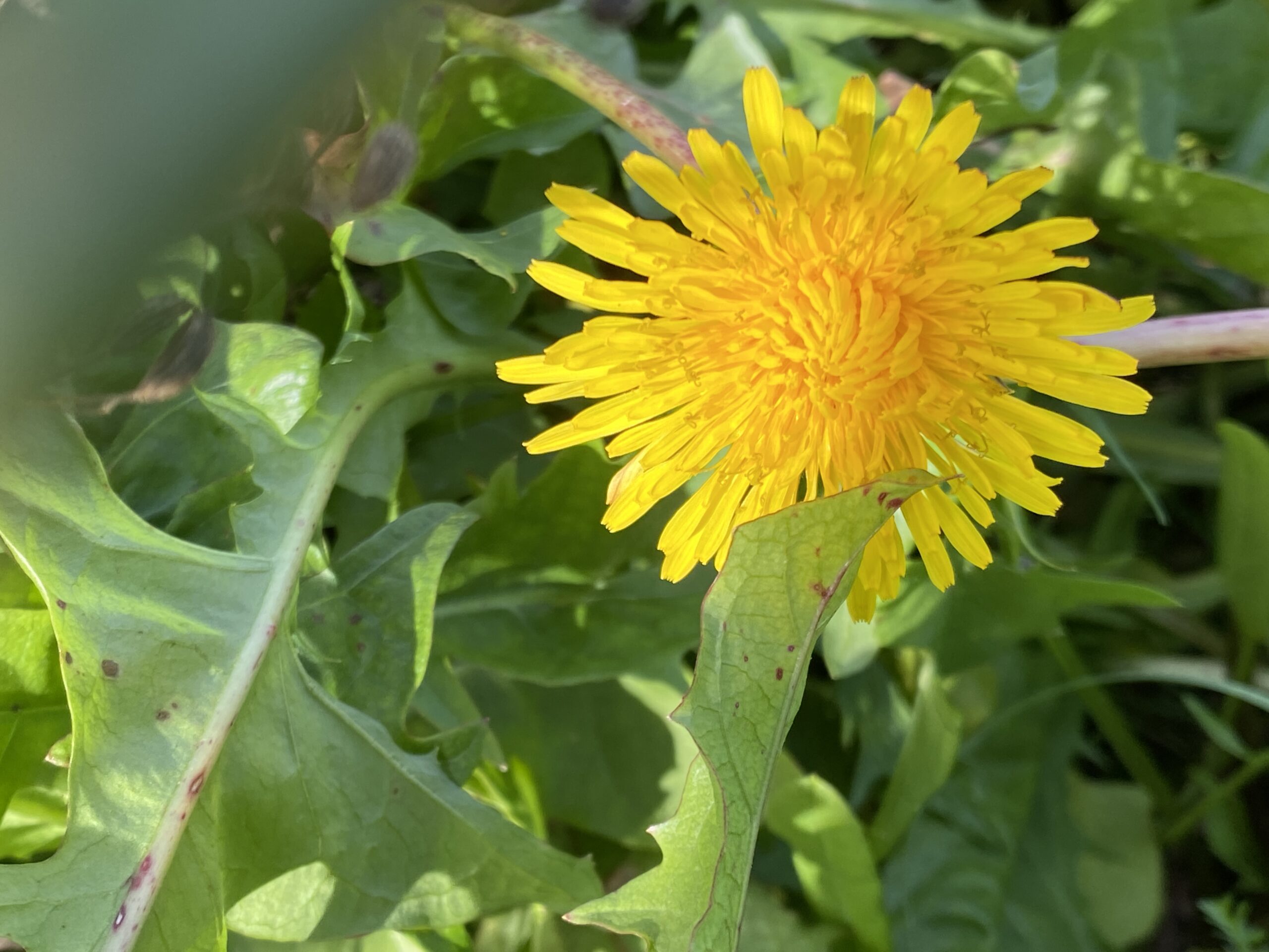 Löwenzahn (Taraxacum) fühlt sich auch zwischen den Rebstöcken wohl