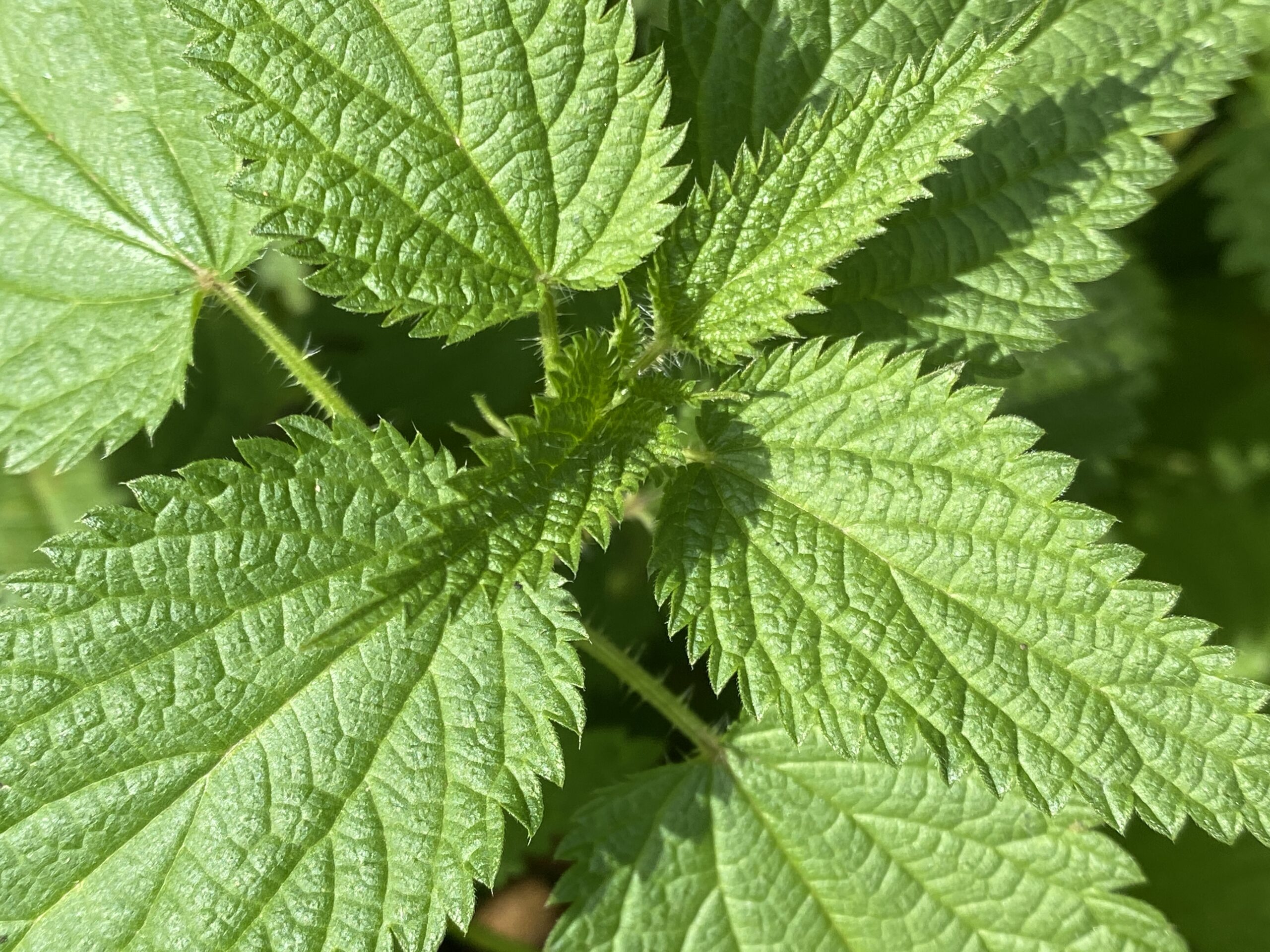 Die frischen Triebe der Brennnessel (Urtica dioica)