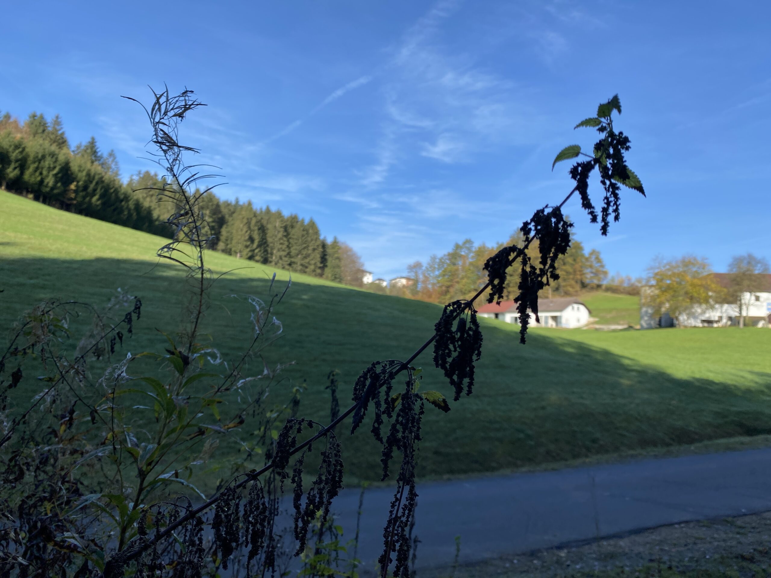 Brennnessel mit Samenstand (Urtica dioica)