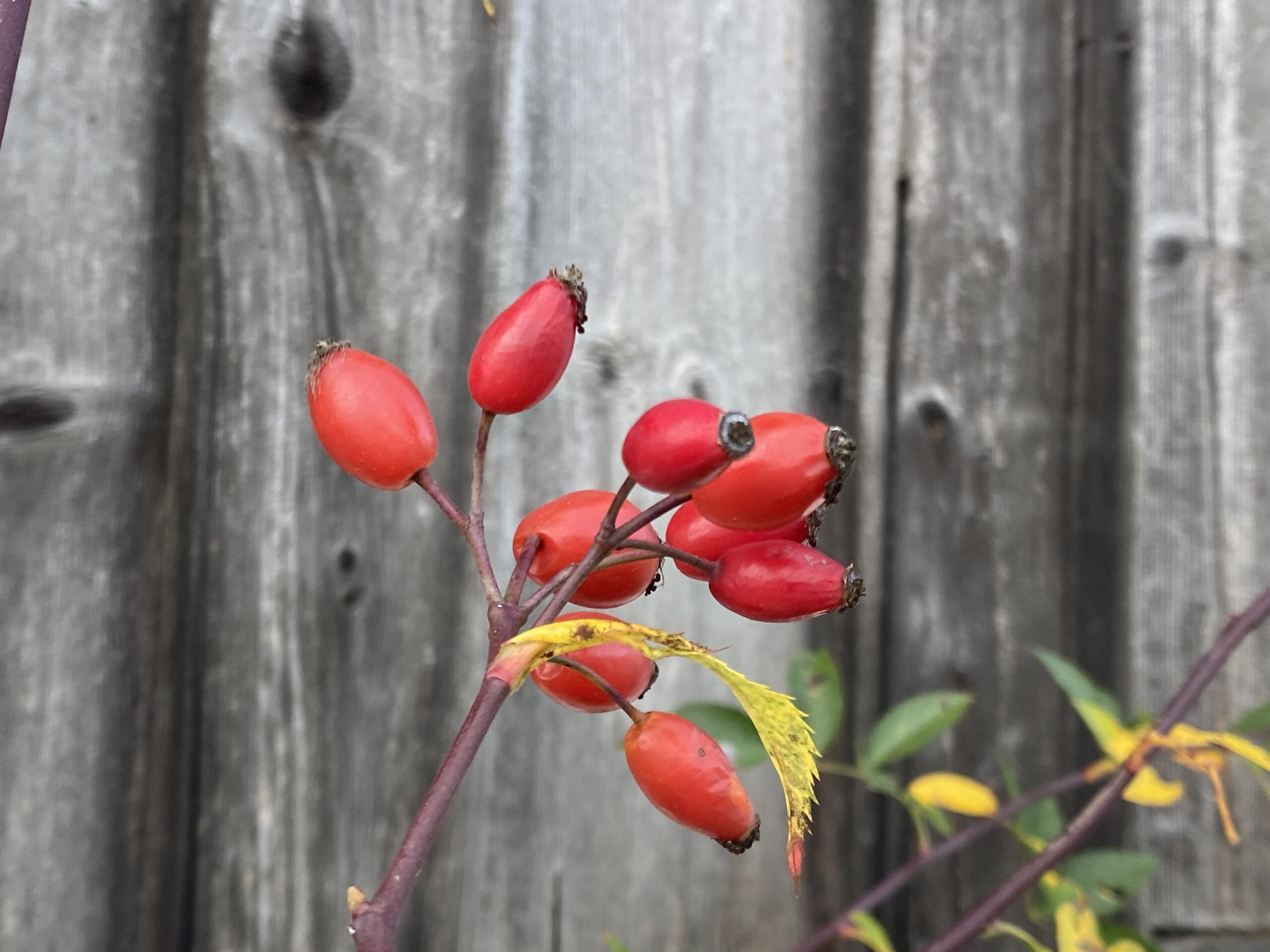 Hagebutten verschidenster Rosenarten