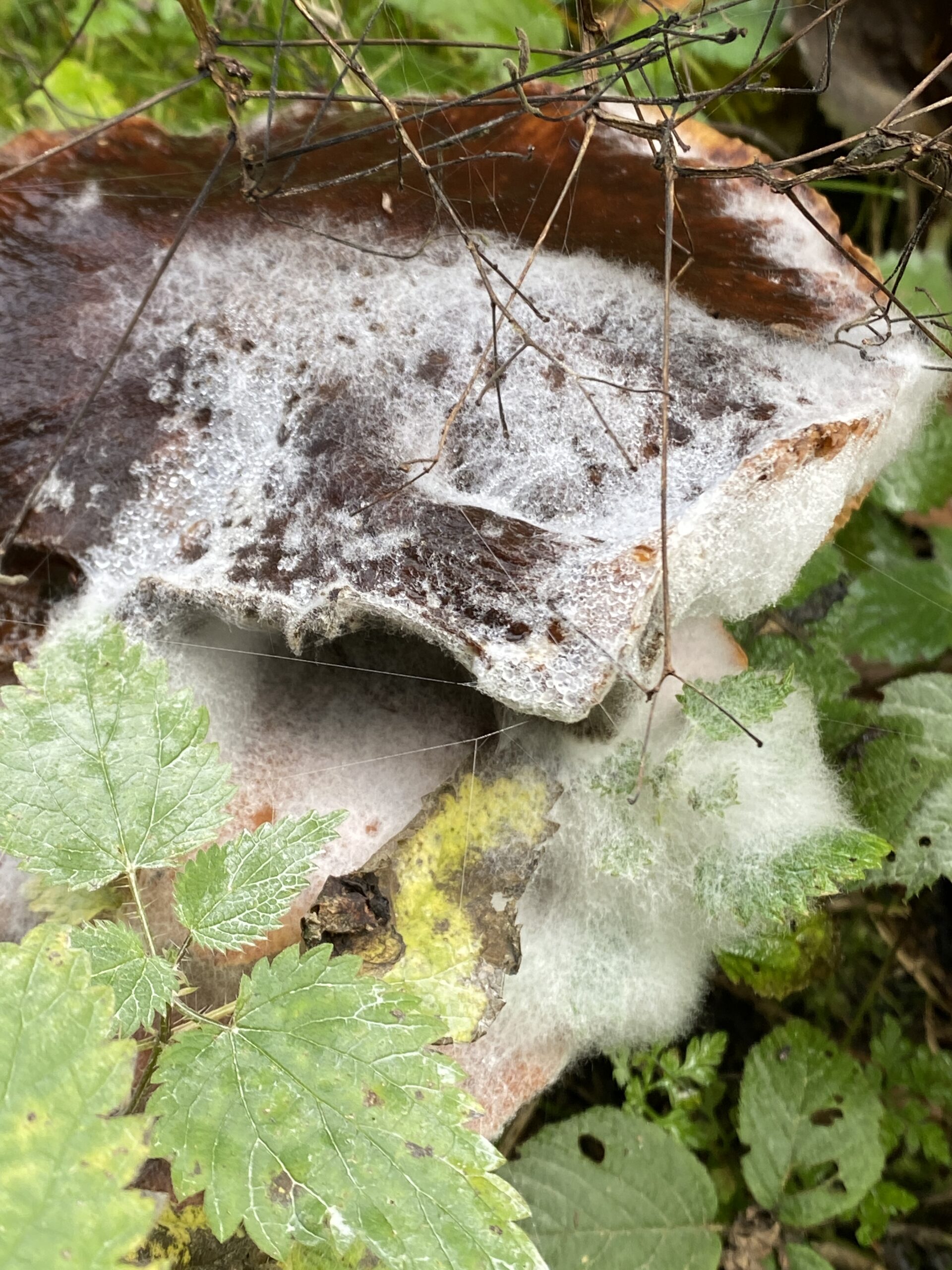 Im Reigen der Pilze - die Brennnessel (Urtica dioica)