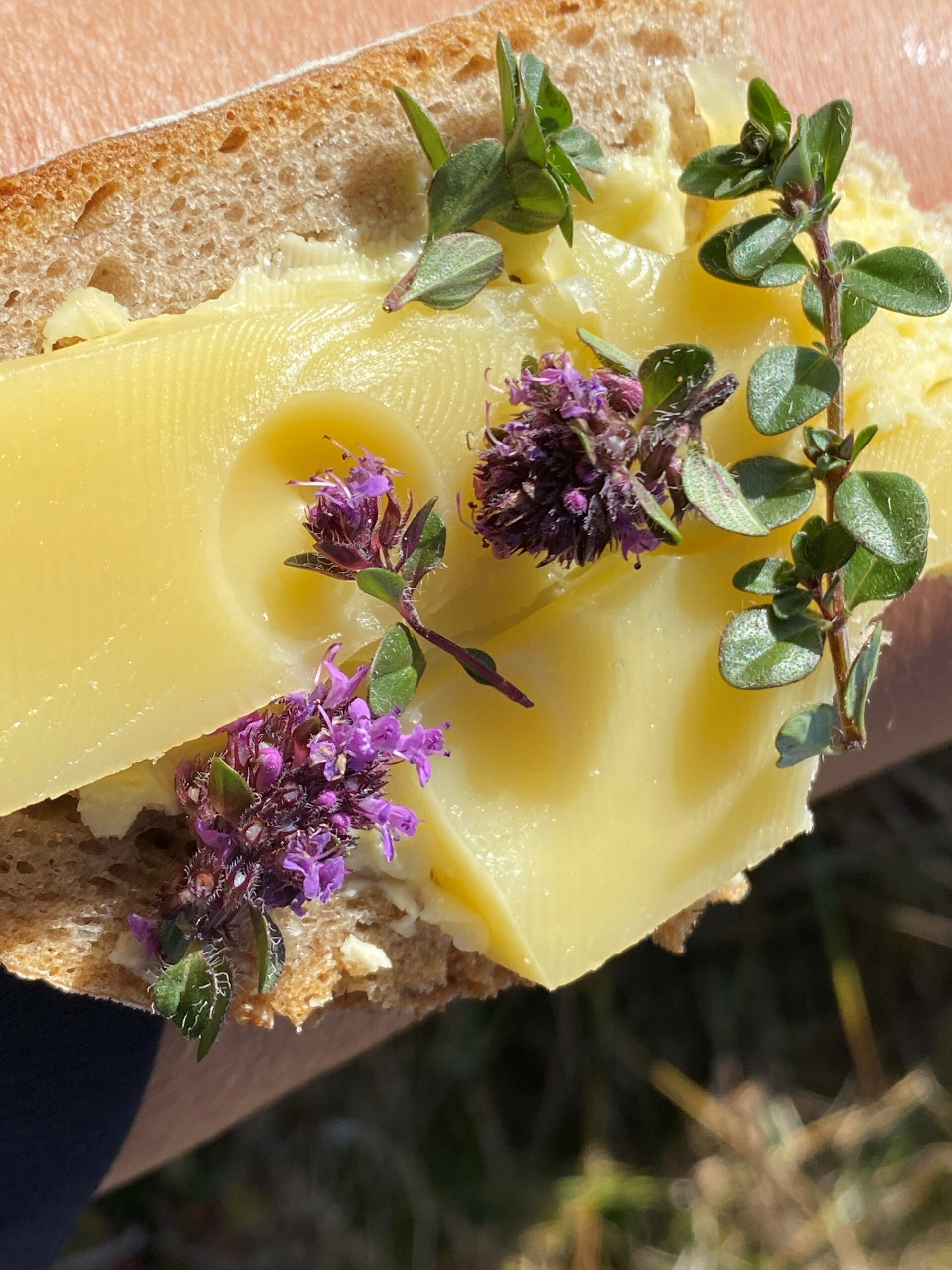 Brotzeit mal anders: Käsebrot mit Quendel und Brennnesselsamen