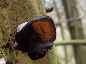 Judasohr (Auricularia auricula-judae) Auricularia ist der „Blutverdünner“ unter den medizinisch wirksamen Pilzen