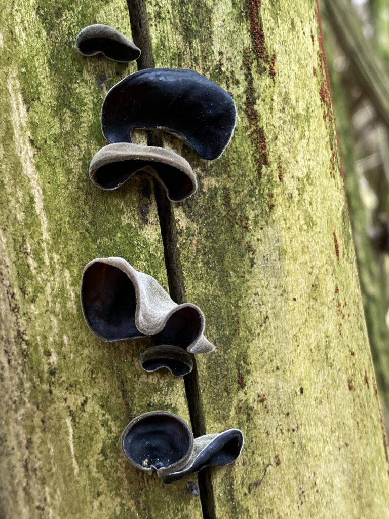 Wann findet man den Pilz? Bevorzugt in den kalten Monaten, jedoch auch übers ganze Jahr ist das Judasohr zu finden.