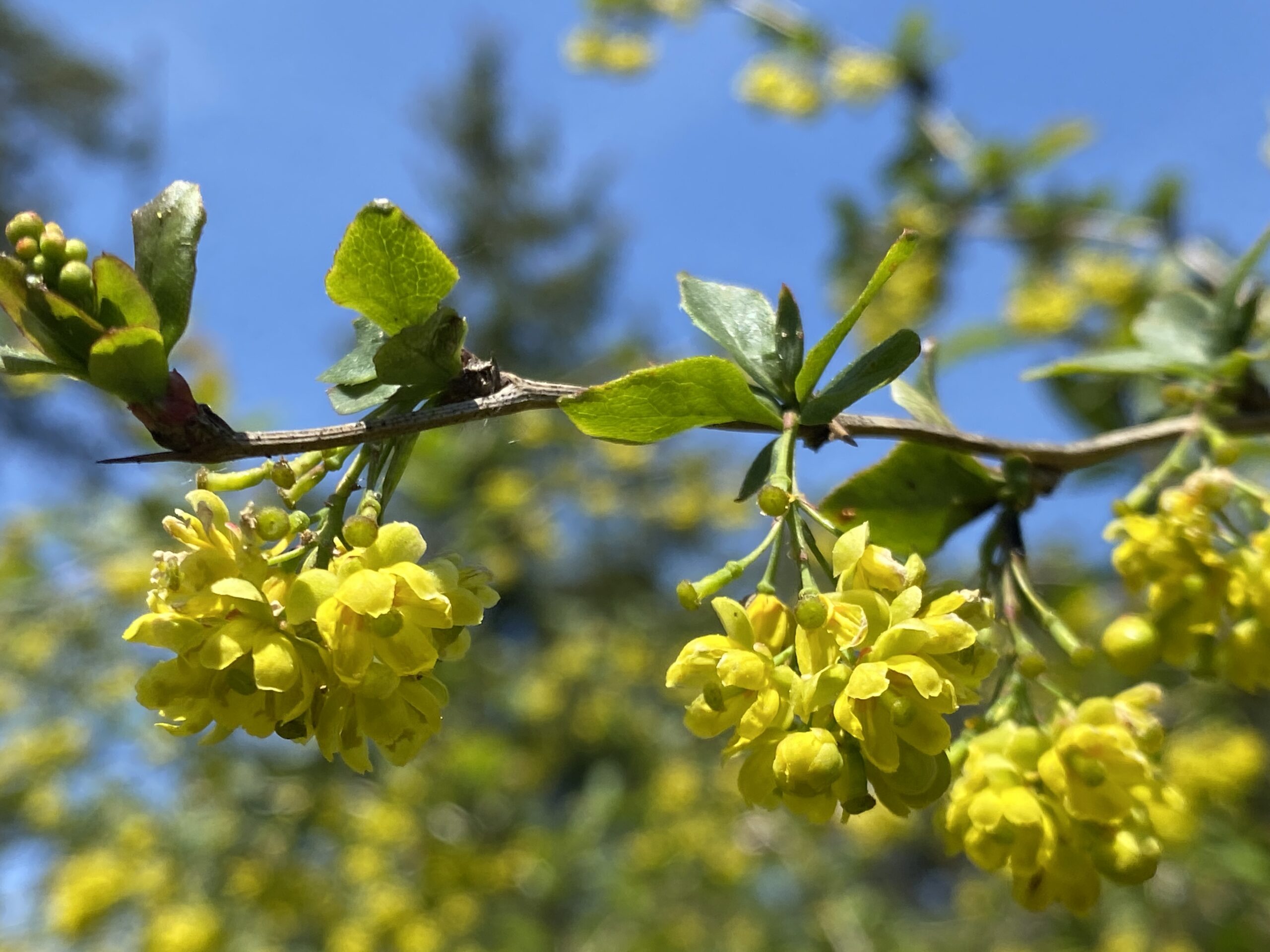 Blüte der Berberitze