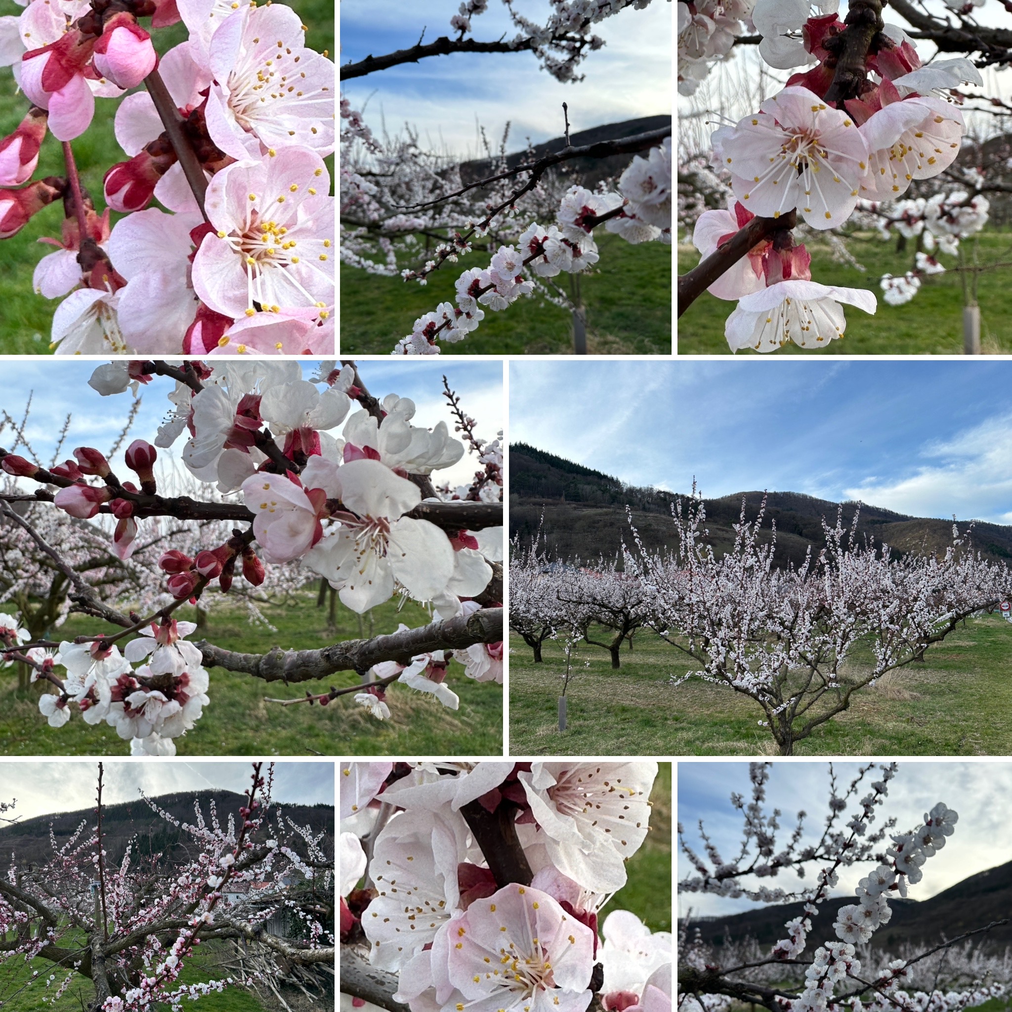 Ein wahrlich betörendes Erlebnis für die Sinne ist die alljährliche Marillenblüte in der Wachau. Die Knospen der rund 100.000 Marillenbäume öffnen sich und tauchen die Weltkulturerbe-Landschaft in zarte Pastelltöne.