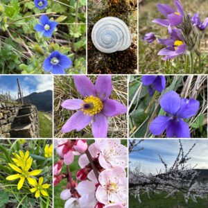 Im Weltkulturerbe Wachau finden Naturverbundene ganz besondere Habitate, worin spezielle Tier- und Pflanzenarten ihren Lebensraum haben. So wie die Kuhschelle und viele weitere botanische Frühlingsboten.