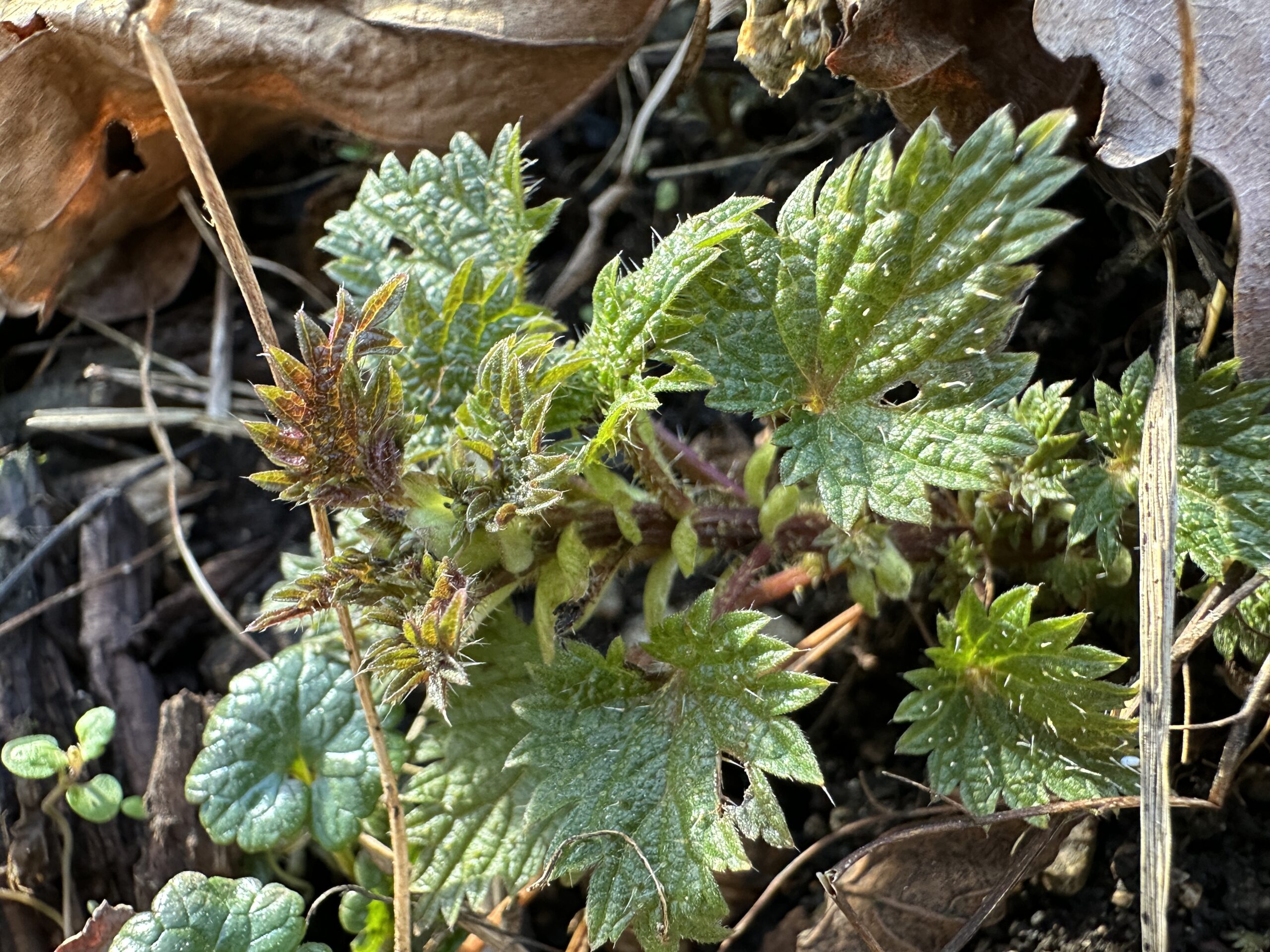 Die Brennnessel liefert das „Feuer“ im Frühling und weckt unsere Lebensgeister nach dem Winter. Vielerorts gilt sie als eine Art Tonikum, weil sie die Bauchspeicheldrüse anregt und den Körper säubert.