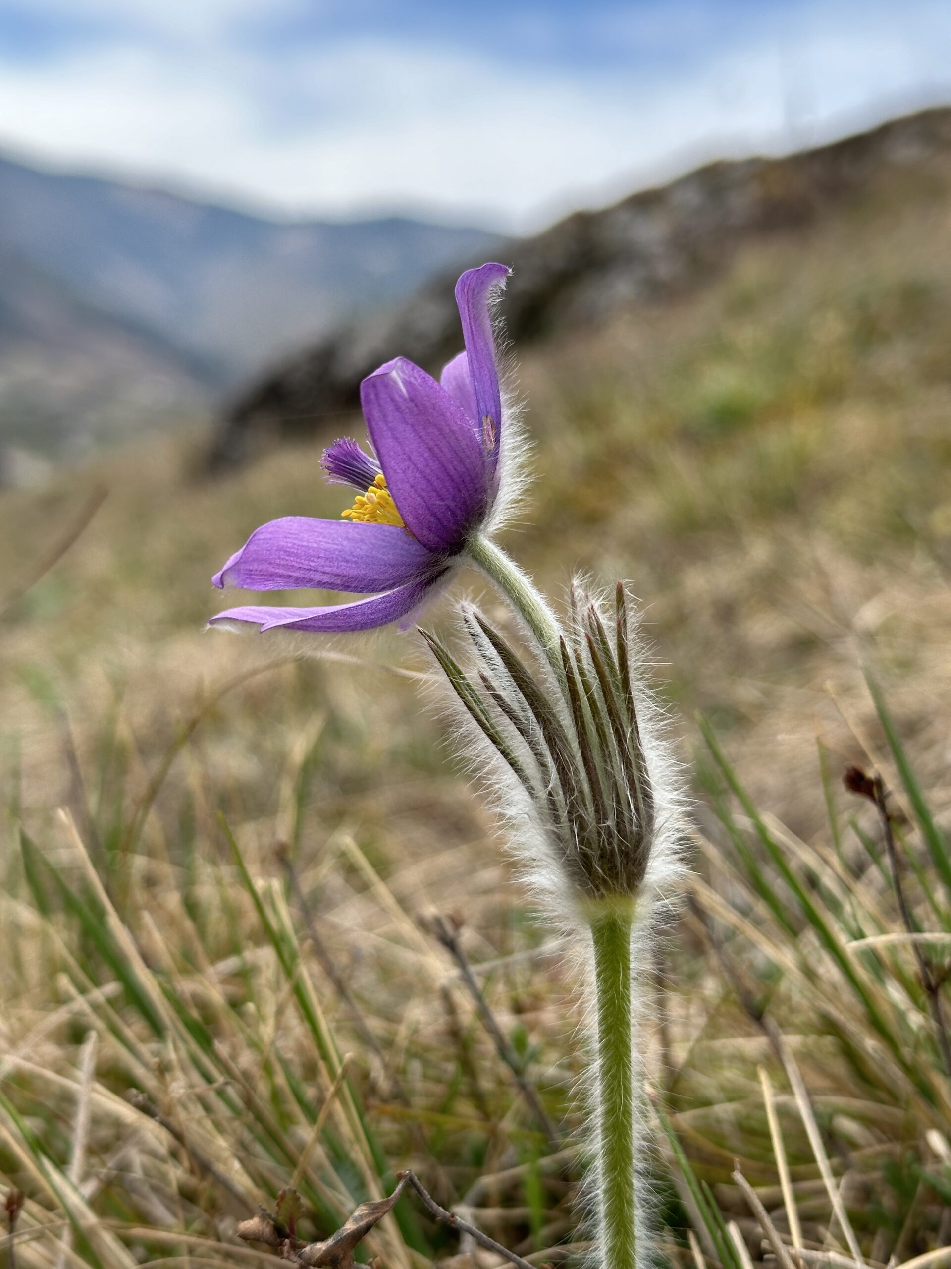 Die dicht behaarten Stängel speichern die Wärme im frischen Frühling.