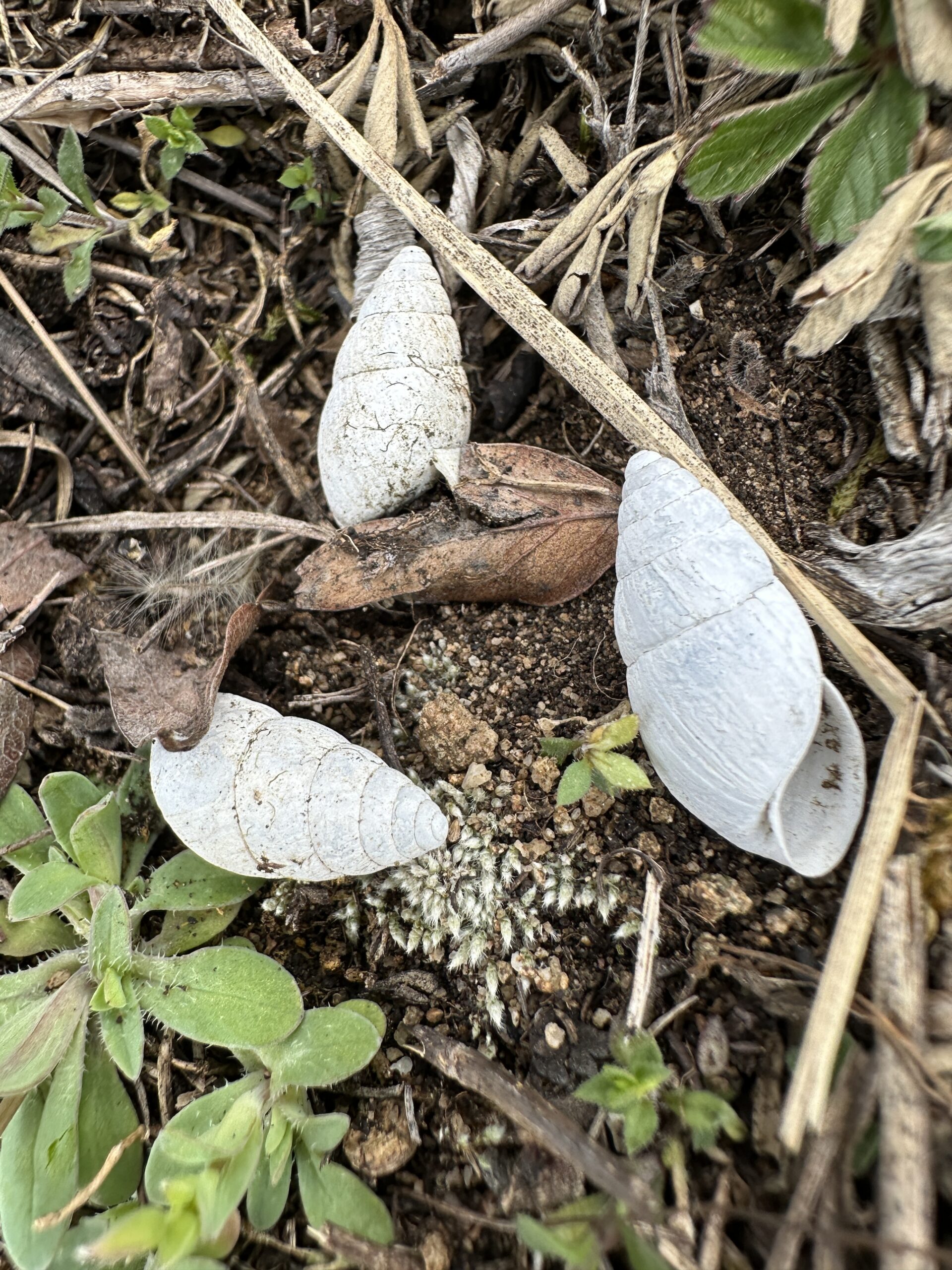 Schneckenhäuser im Trockenrasen