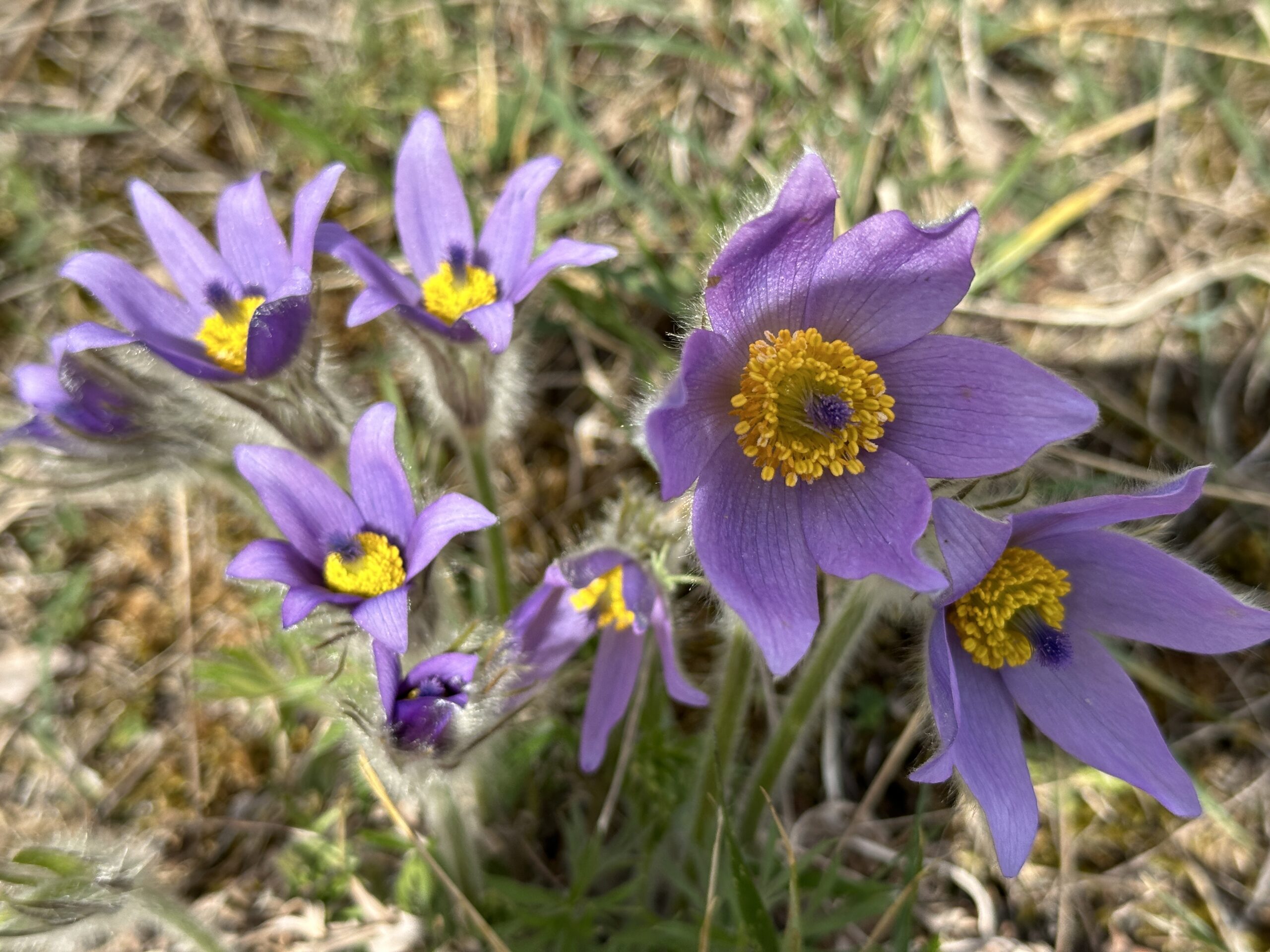 Große Kuhschelle (Pulsatilla grandis) gehört zu den Frühlingsboten in der Wachau.