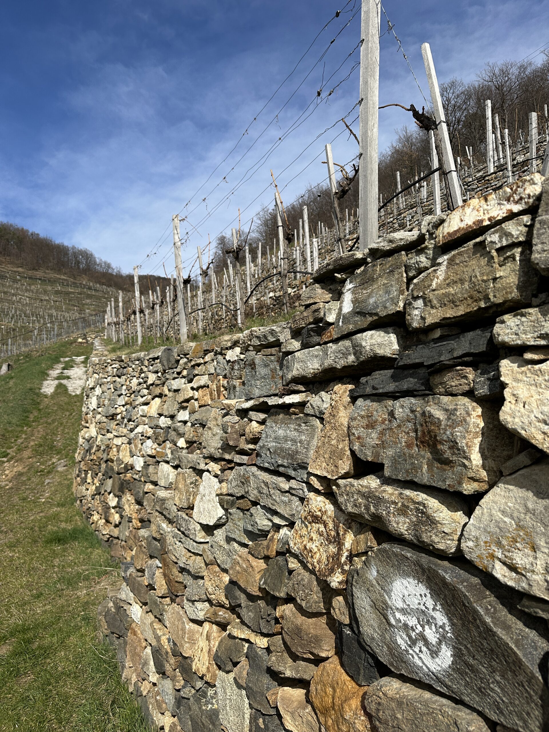 Die Steinmauern beherbergen eine Vielfalt an Pflanzen und Tiere