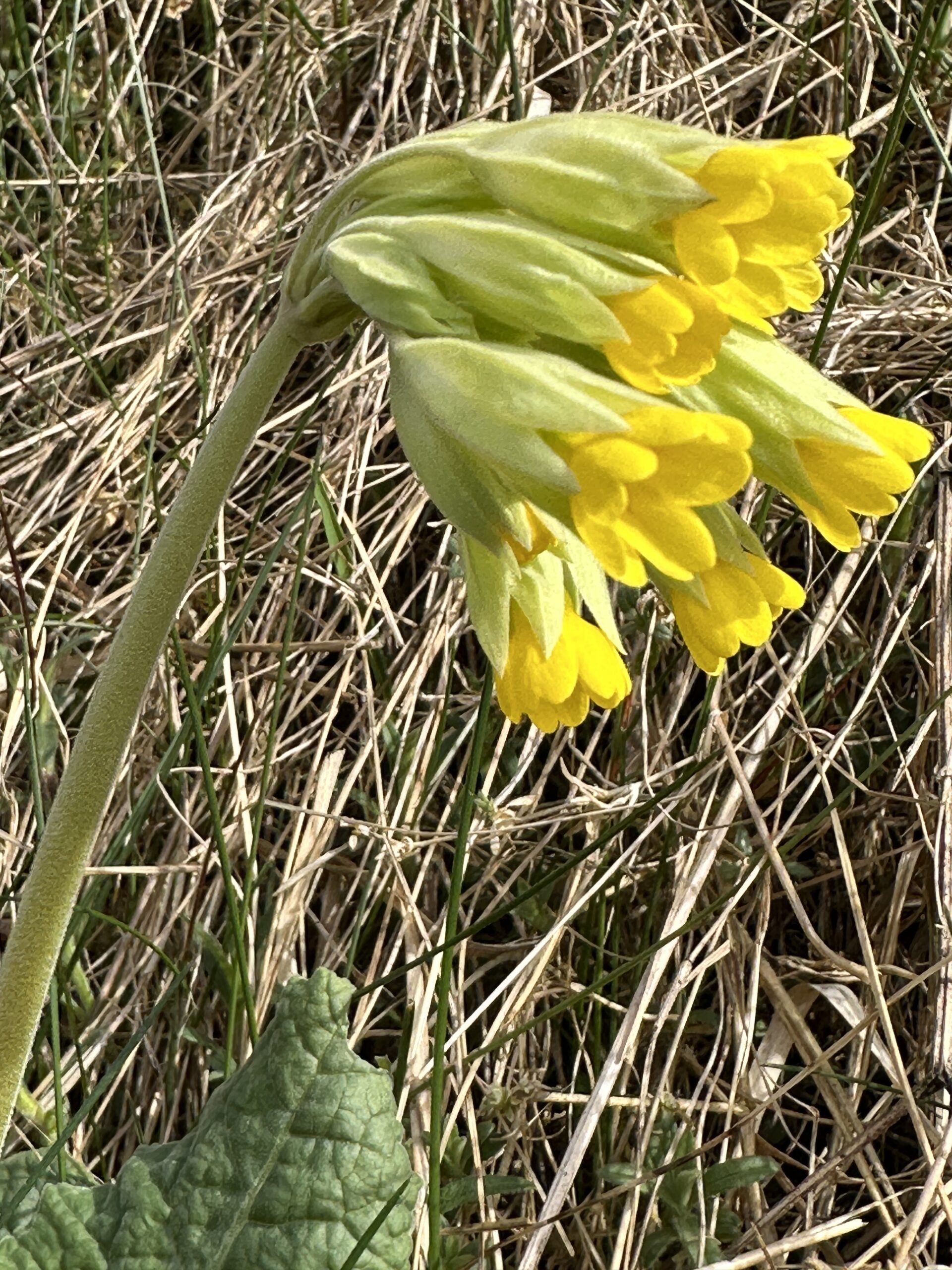 Die Echte Schlüsselblume (Primula veris; Synonym: Primula officinalis - steht unter Naturschutz.