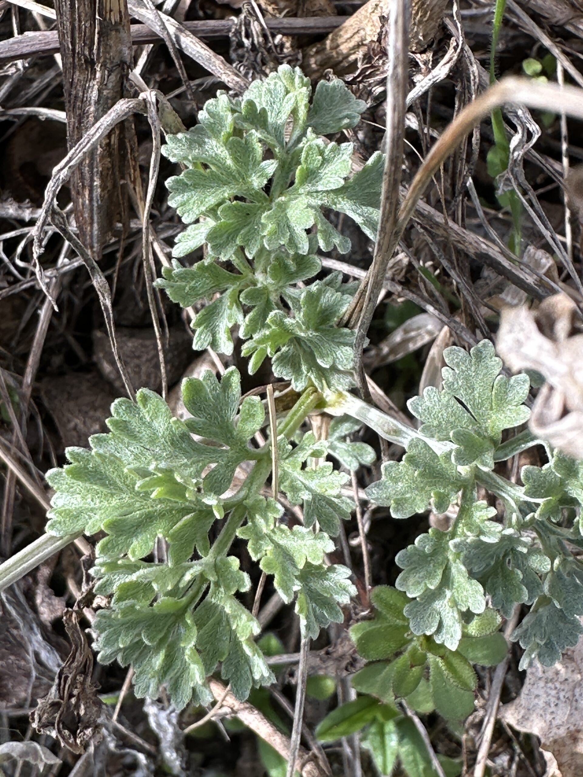 Wermutkraut (Artemisia absinthium L.), auch Bitterer Beifuß oder Alsem, ist eine Pflanzenart in der Gattung Artemisia aus der Familie der Korbblütler (Asteraceae). Gedeiht wunderbar in der Wachau