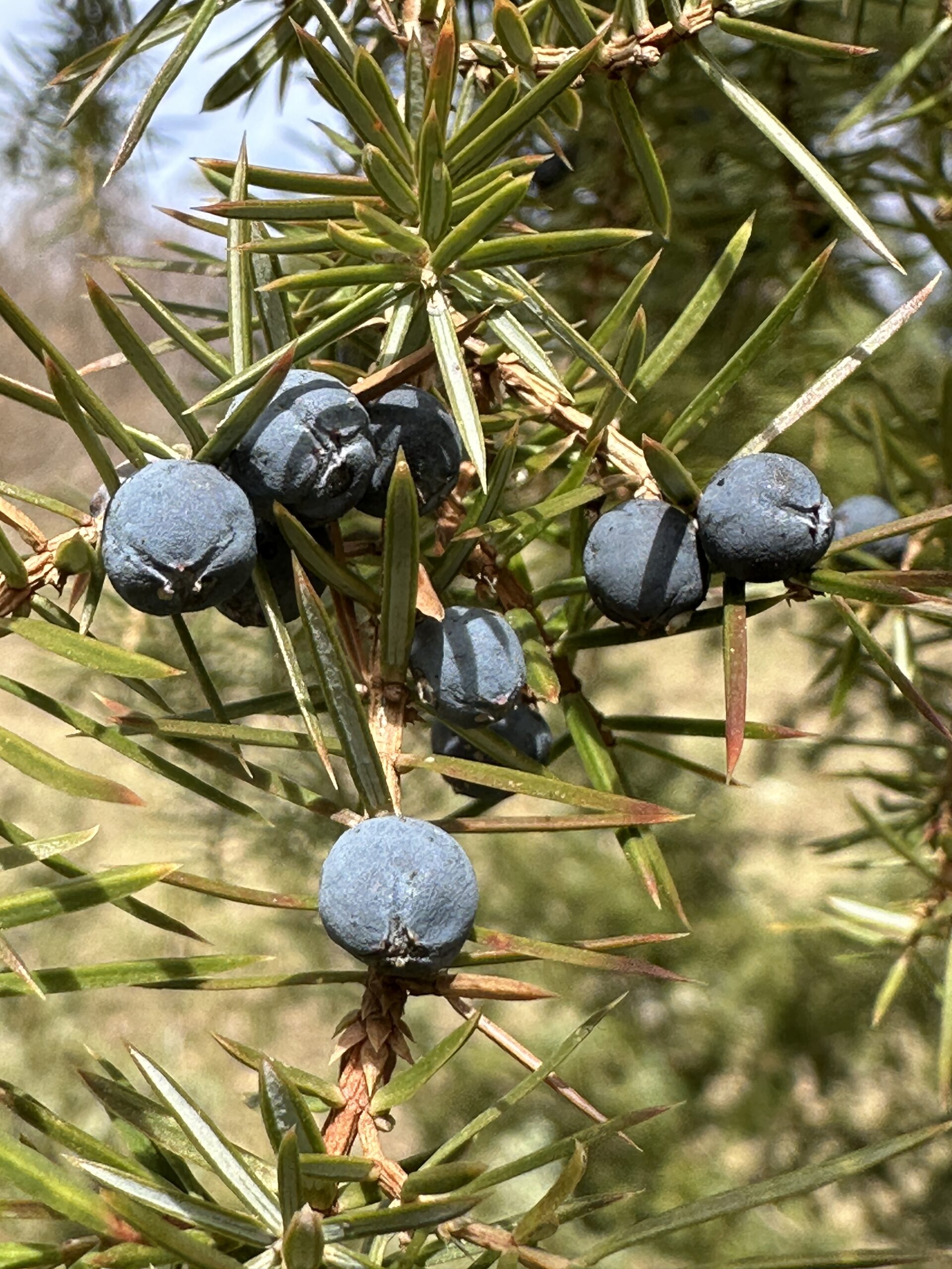 Der Gemeine Wacholder (Juniperus communis). Der Strauch mag trockene, magere Böden. Deshalb in der Wachau zu finden.