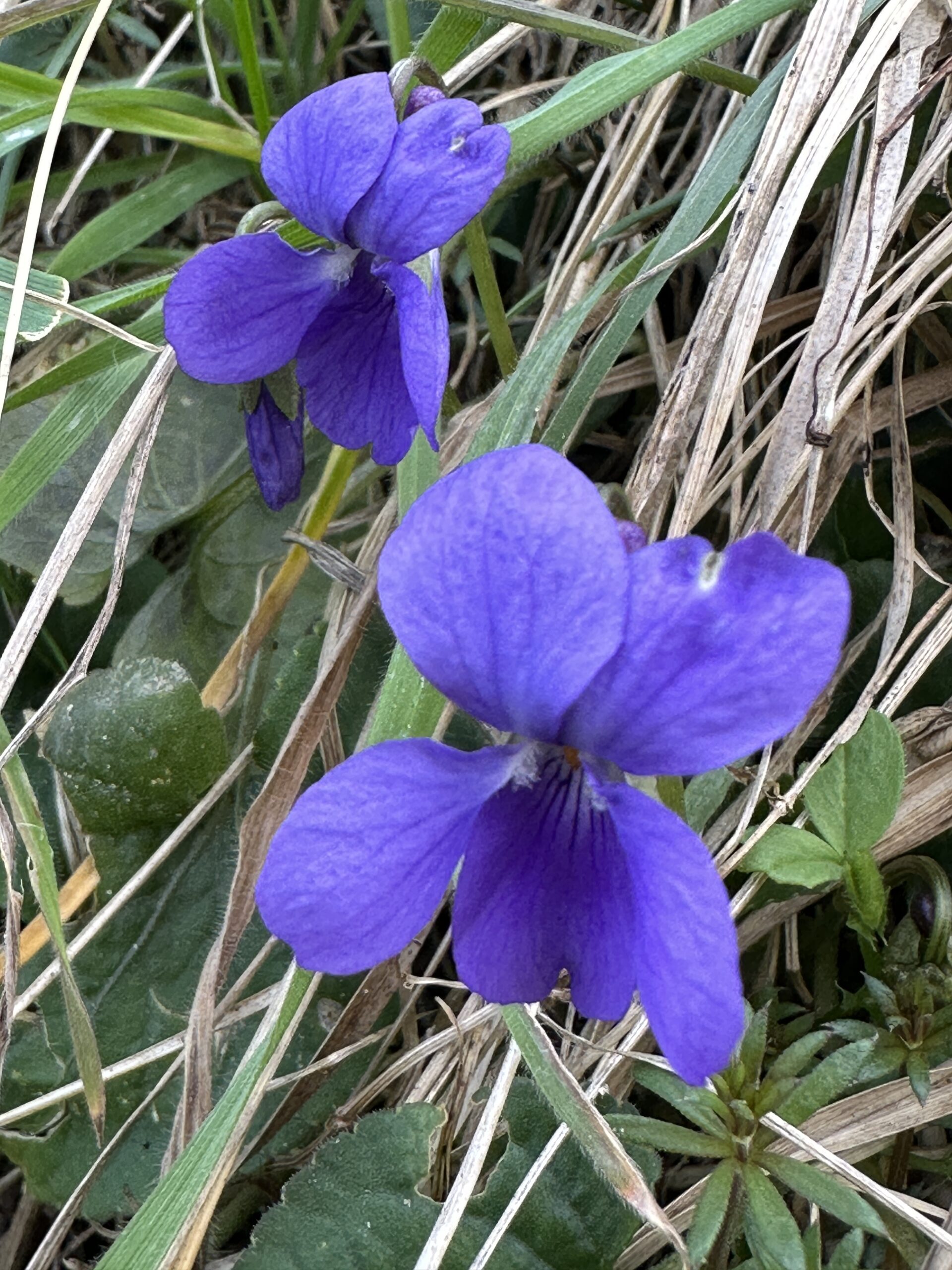 Veilchen oder Violen (Viola) sind eine Pflanzengattung innerhalb der Familie der Veilchengewächse (Violaceae). Es gibt über 600 Arten weltweit. Bekannte heimische Arten sind Stiefmütterchen, Hornveilchen und Duftveilchen.