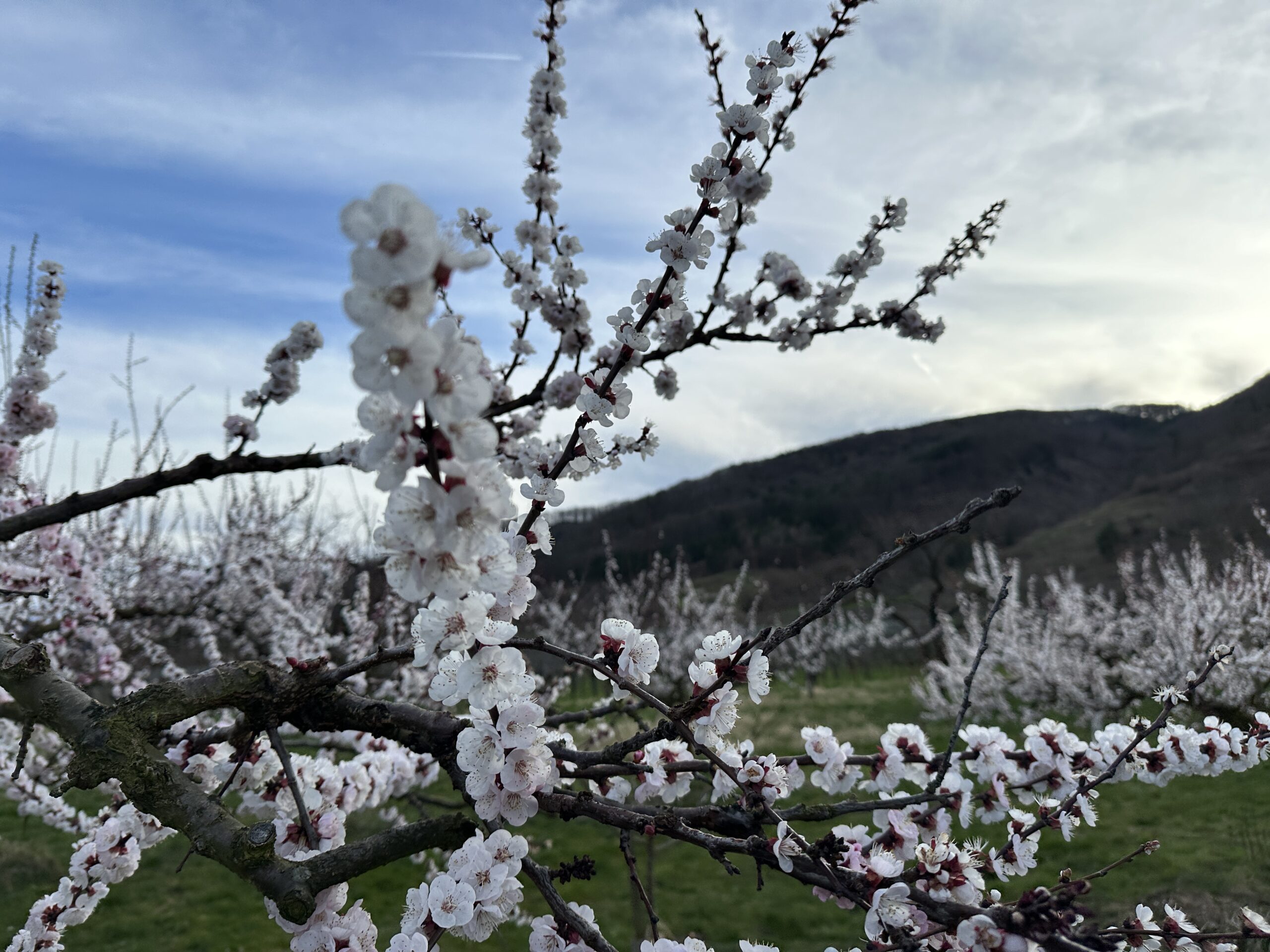 So wie die Tulpenblüte weltweit mit Holland assoziiert wird, so einzigartig ist die Marillenblüte in der Wachau.