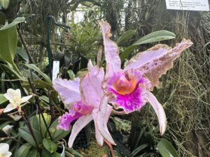 Ein Spaziergang in den Botanisch Garten in Linz - im Wonnemonat Mai. Was für eine Arten-Vielfalt. Wie prachtvoll. Wie lehrreich. Wenn man sich für die Botanik, Insekten und grundsätzlich für die Natur interessiert, dann ist man hier im Paradies – und das im urbanen Raum – der Stadt Linz.