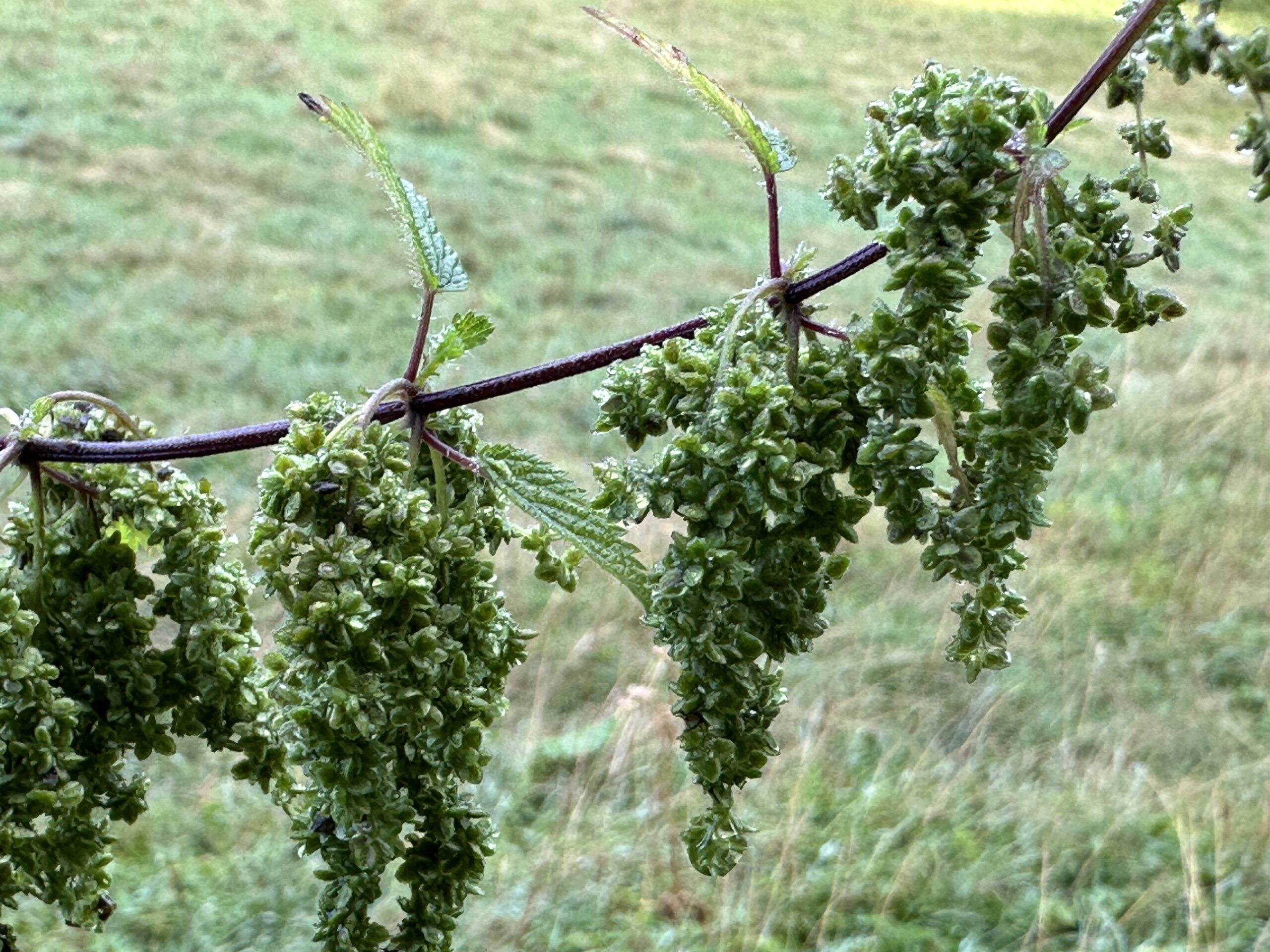 Eine Pracht die Samen der Brennnessel